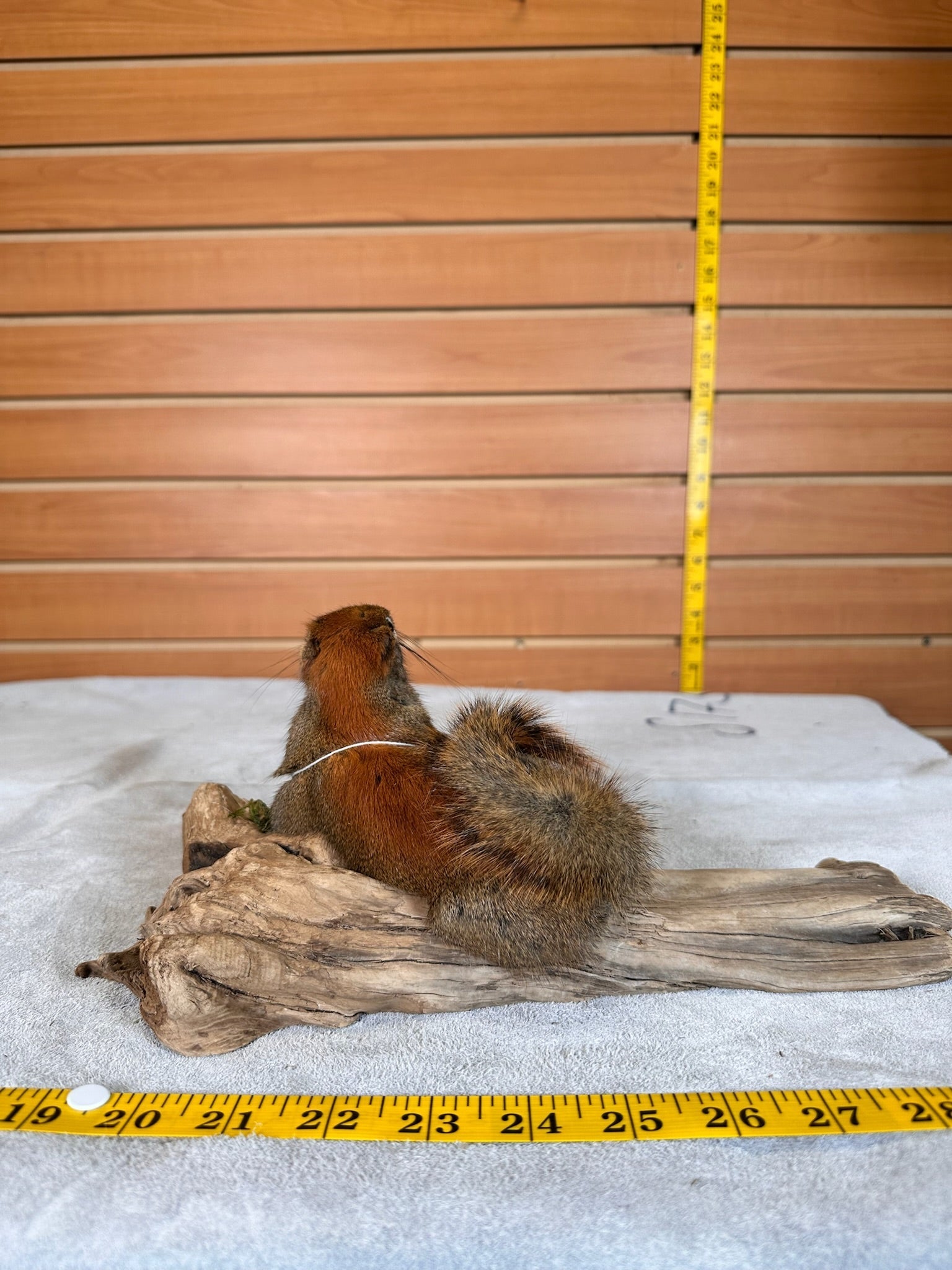 FHSQUIR30 - American Red Squirrel Taxidermy Mount