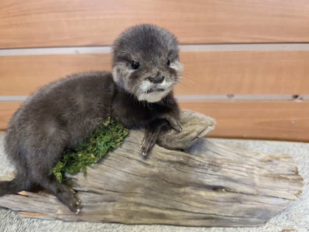 FHCK02 - Rare Baby otter taxidermy mount.