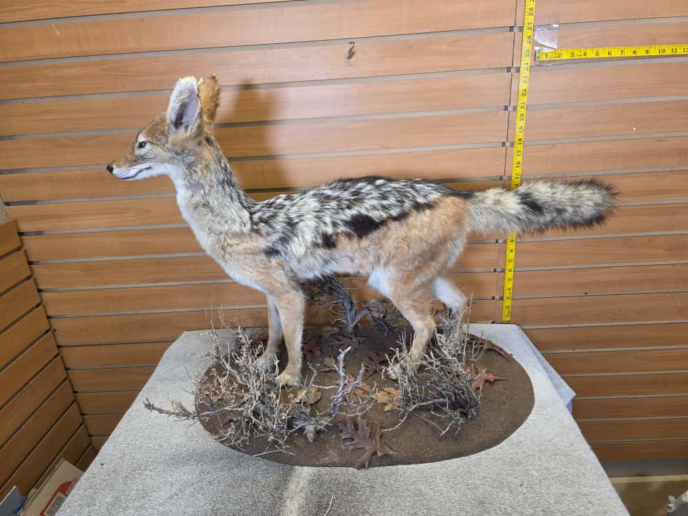 FHCM46 - African Black Jackal taxidermy mount
