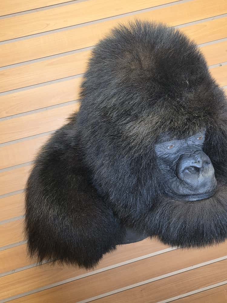 FHCM51 - Reproduction Gorilla Shoulder Mount Taxidermy