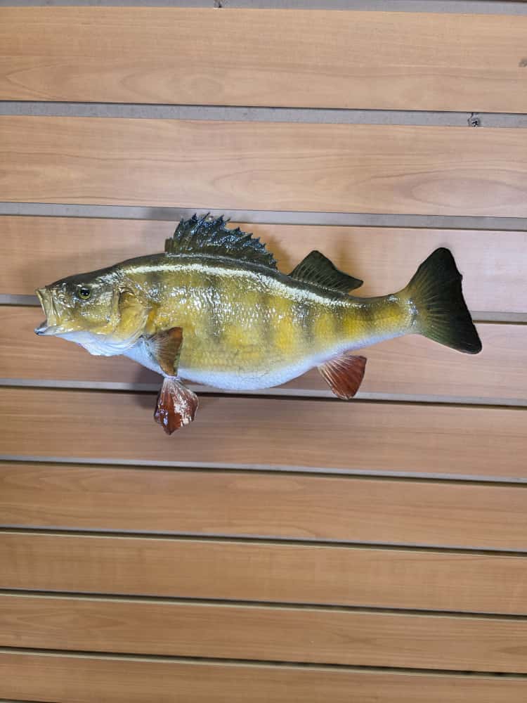 FHCM31 - Perch 12” real skin taxidermy mount