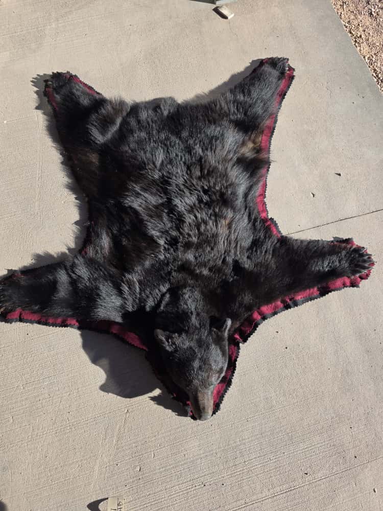 FHCM50 - premium Black Bear Rug Taxidermy