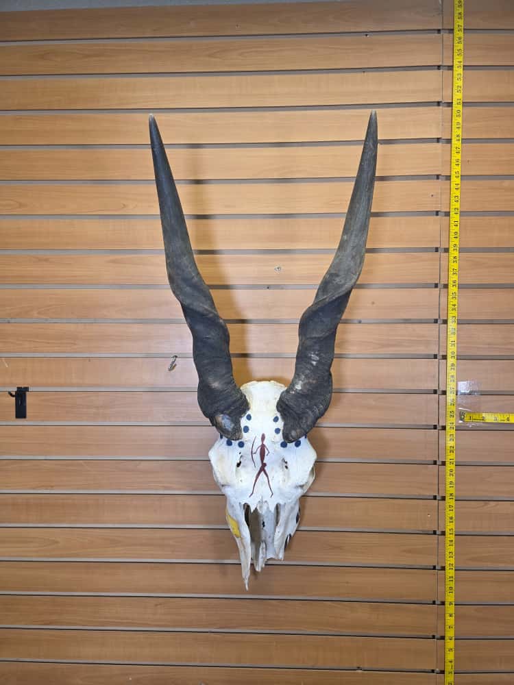 JTV266 - eland skull taxidermy mount