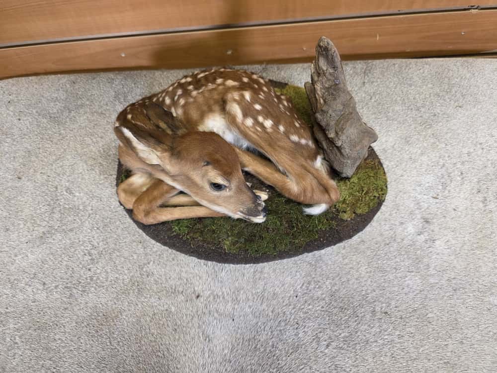 FH1016 - Fawn Baby Deer taxidermy mount