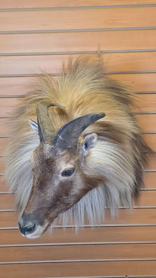 FHCM43 - Tahr taxidermy wall mount