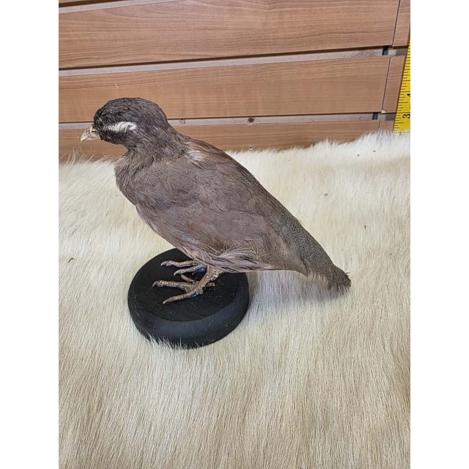 SPL2 - Zoo Raised Sand Partridge Taxidermy Mount