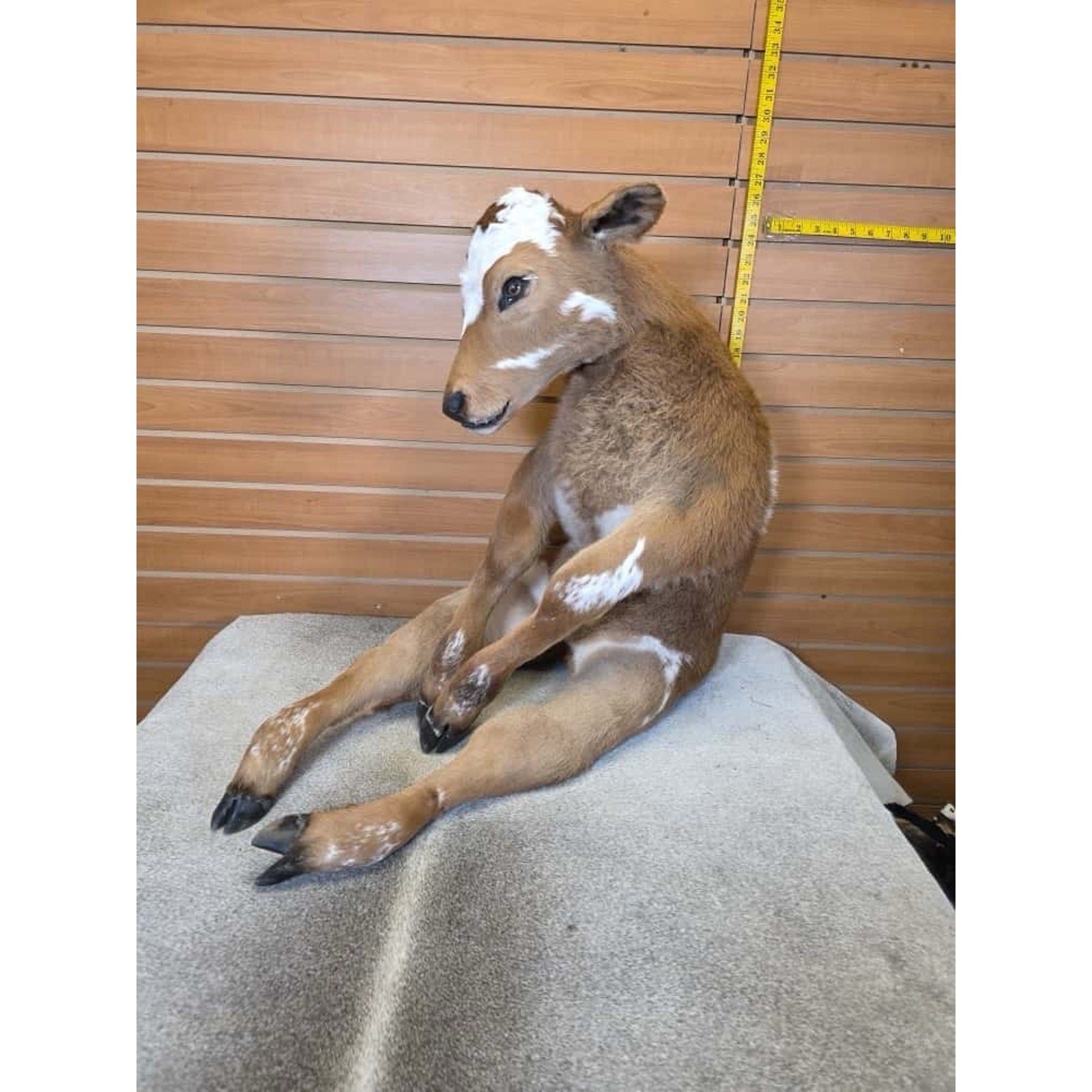 FH1443-Baby Calf Taxidermy Mount