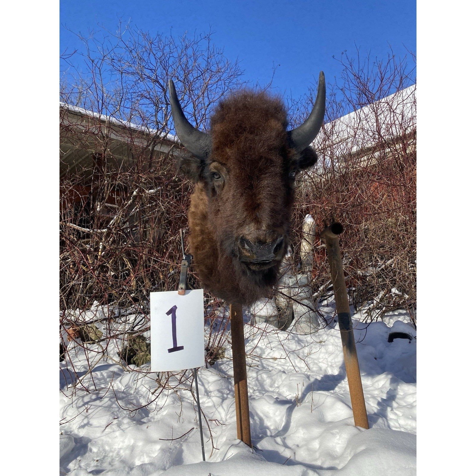 FHDARDEC1 - Real North American Buffalo / Bison Shoulder Taxidermy Mount New