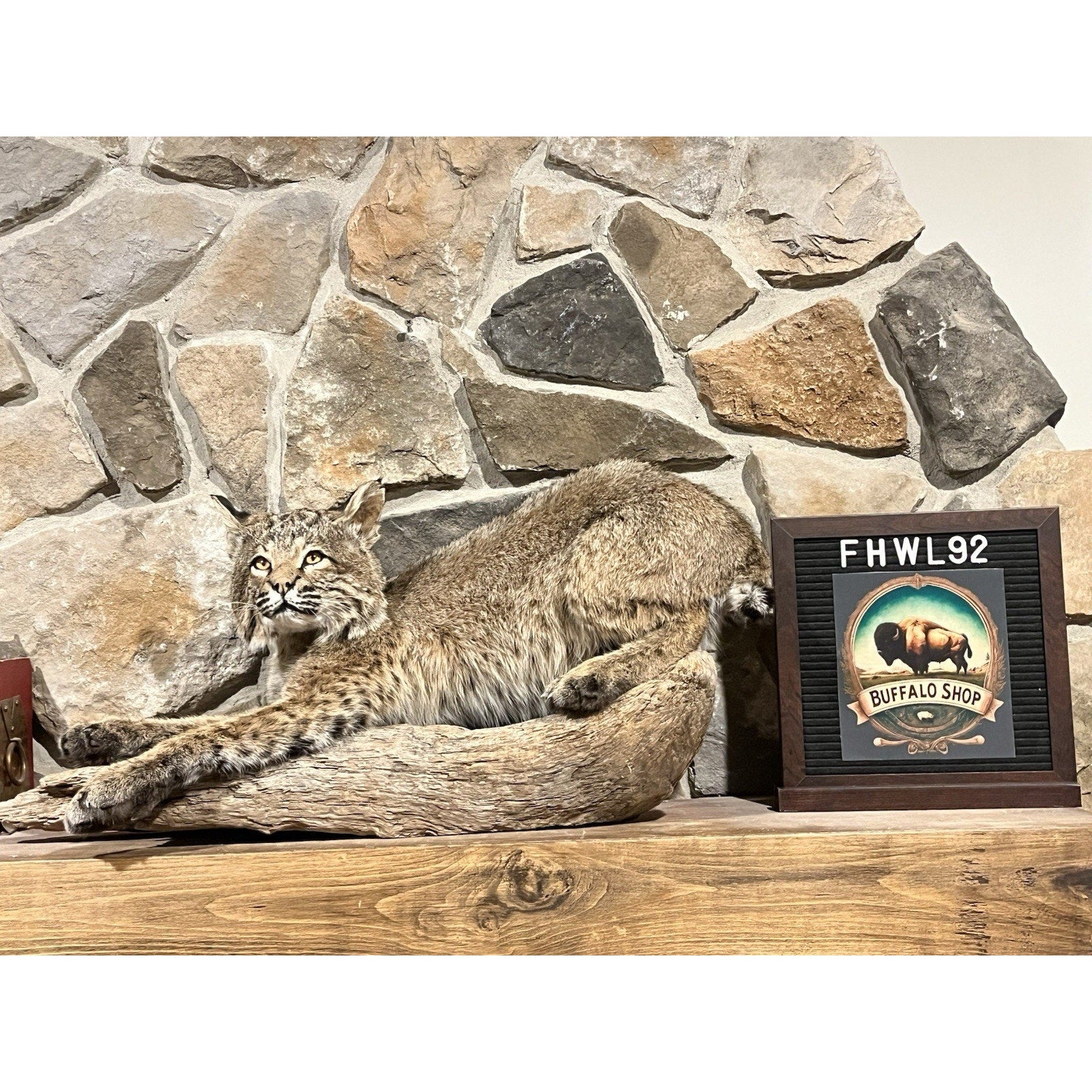 FHWL92 - Bobcat Taxidermy Full Body Mount