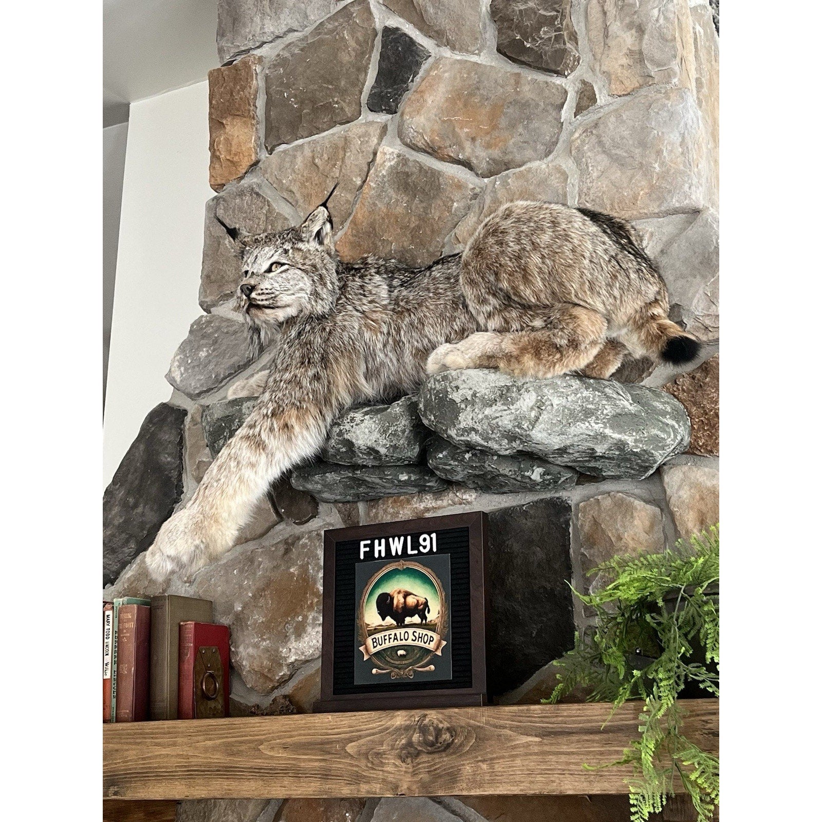 FHWL91 - Alaskan Lynx Taxidermy Full Body Mount Prime Fur