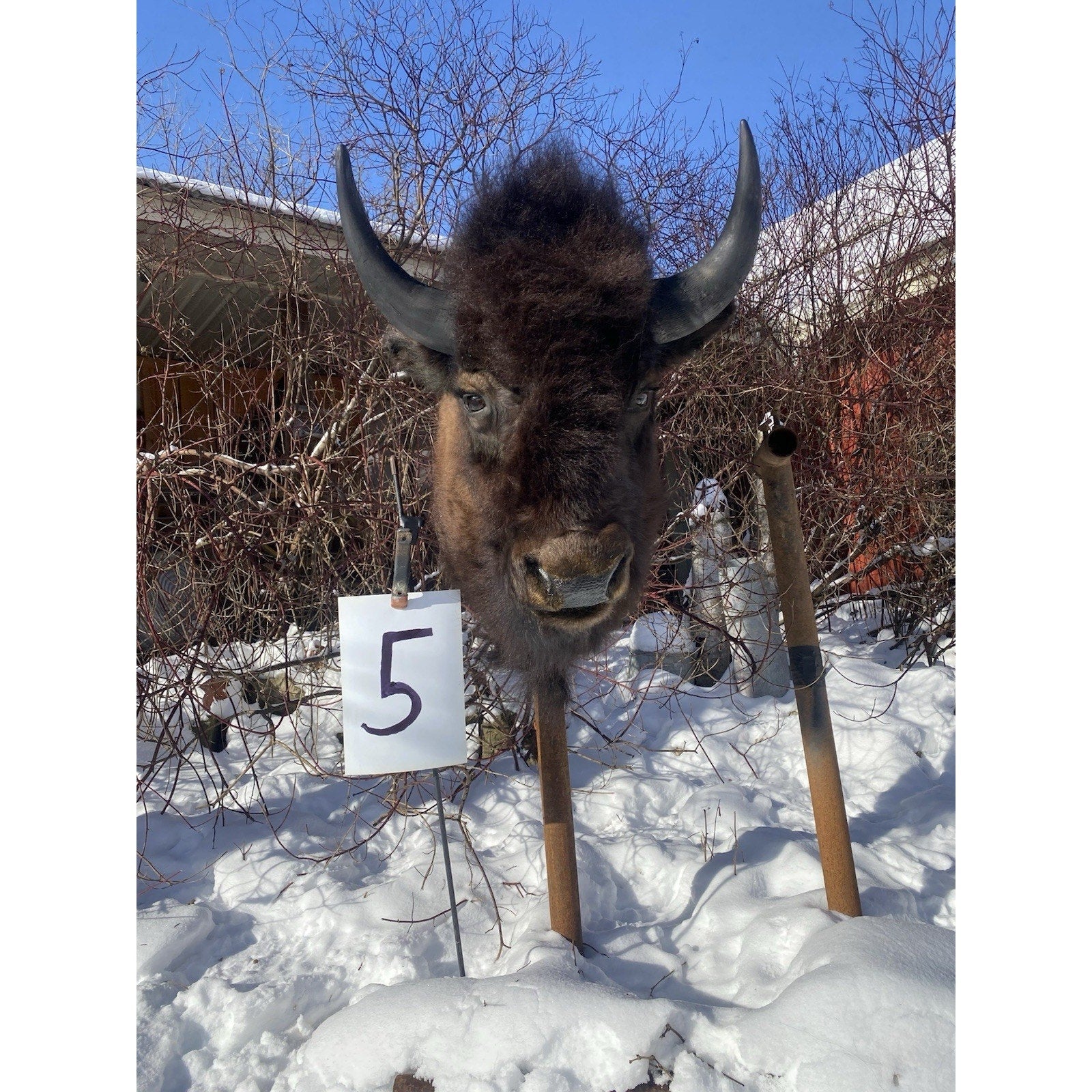 FHDARDEC5 - Real North American Buffalo / Bison Shoulder Taxidermy Mount New