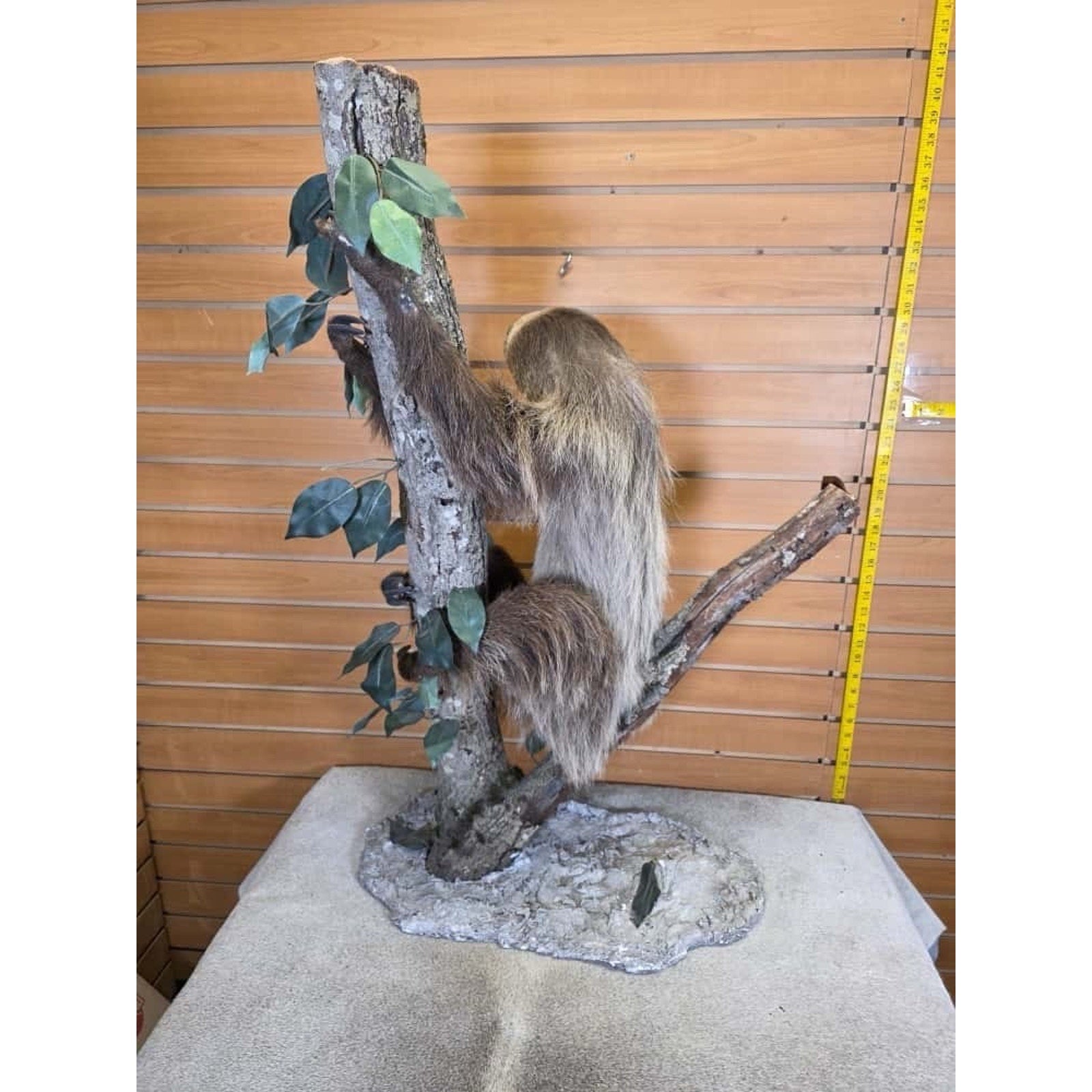 FHCM22 - New Adult crawling Sloth Taxidermy Mount Full Body