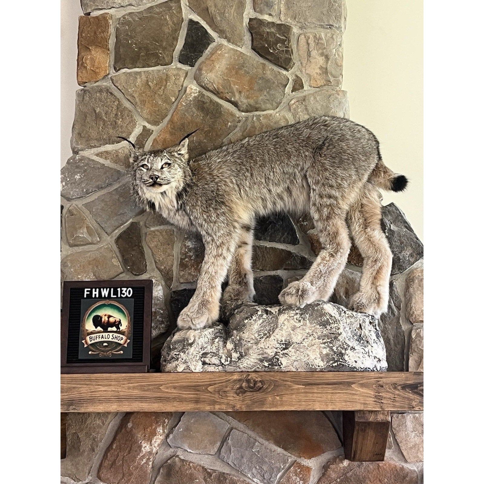 FHWL130 - Alaskan Lynx Taxidermy Full Body Mount Prime Fur