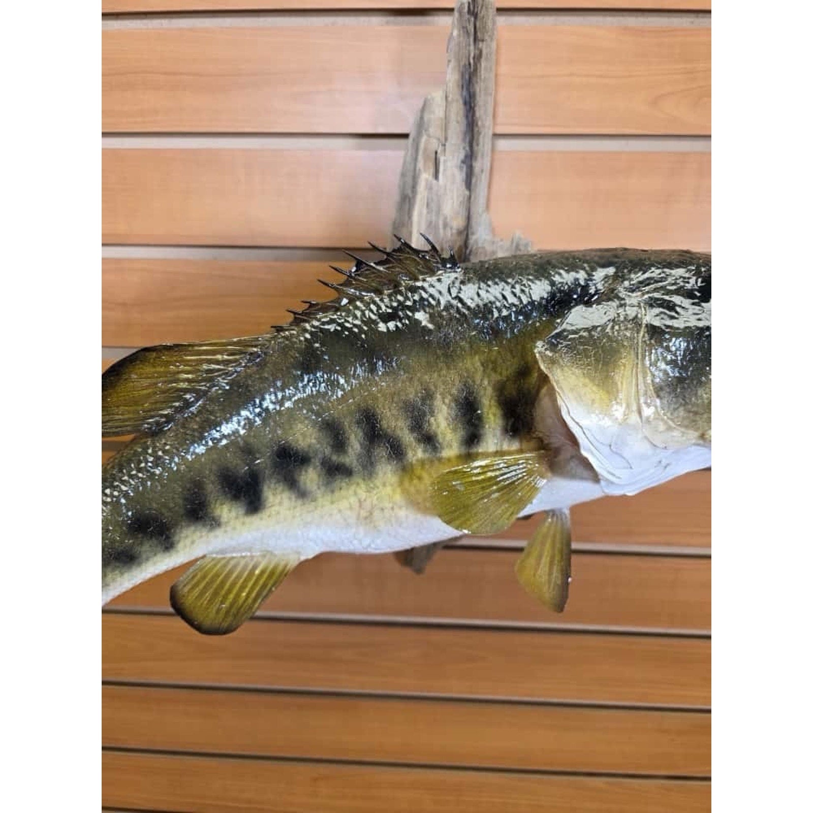 JTV215 - Real Skin Largemouth Bass Fish Taxidermy Mount 21”
