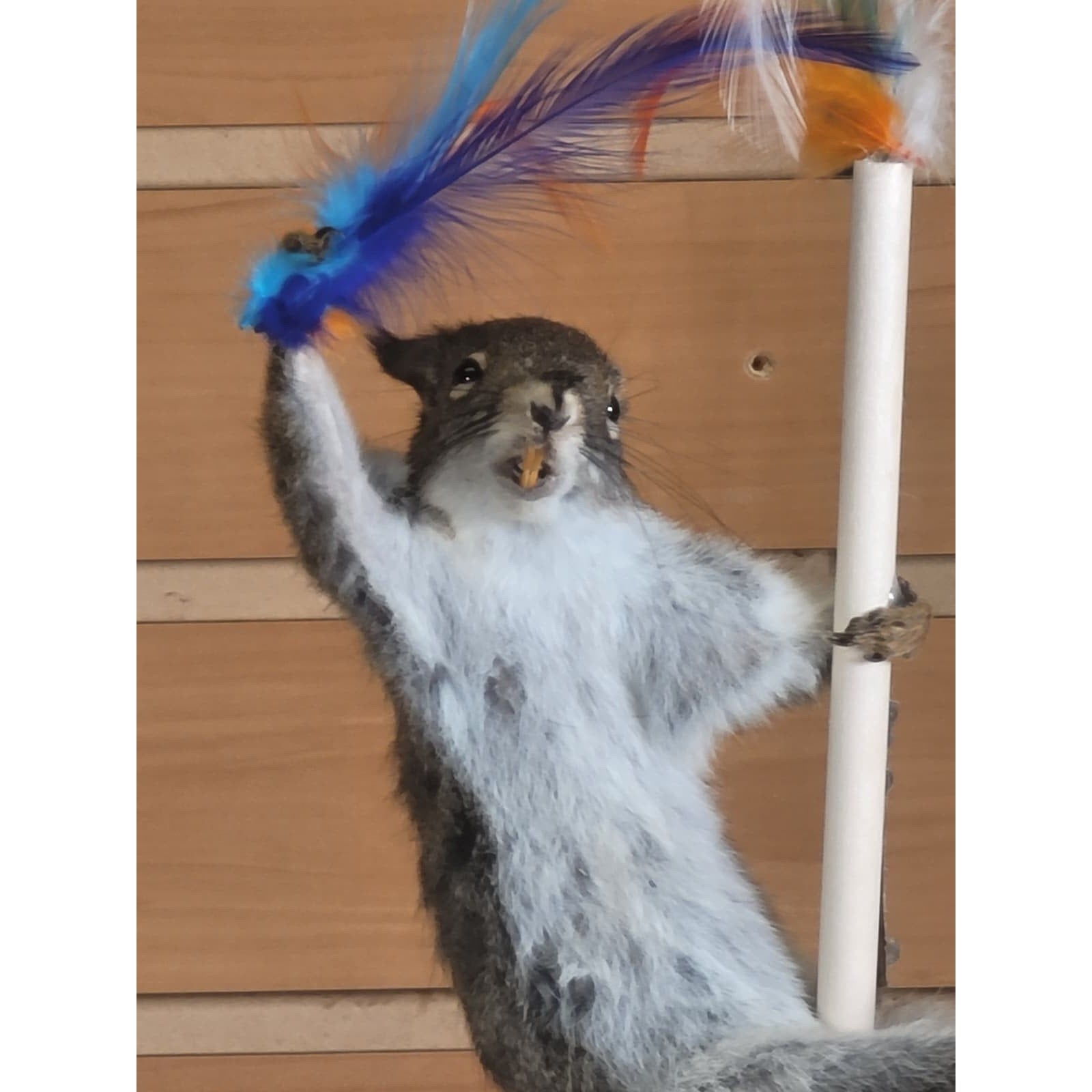 FHSQ311 - Stripping American Red Squirrel Taxidermy Mount