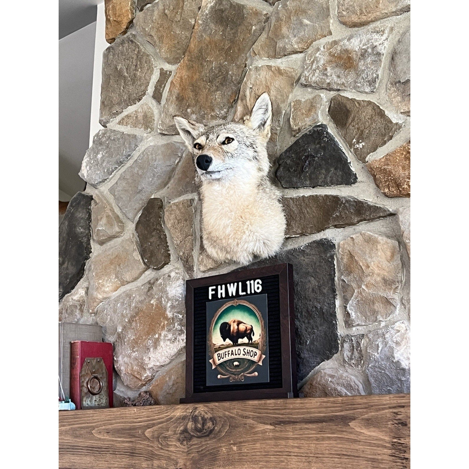 FHWL116 - Coyote Shoulder Museum Quality mount Taxidermy (slight Left Turn)