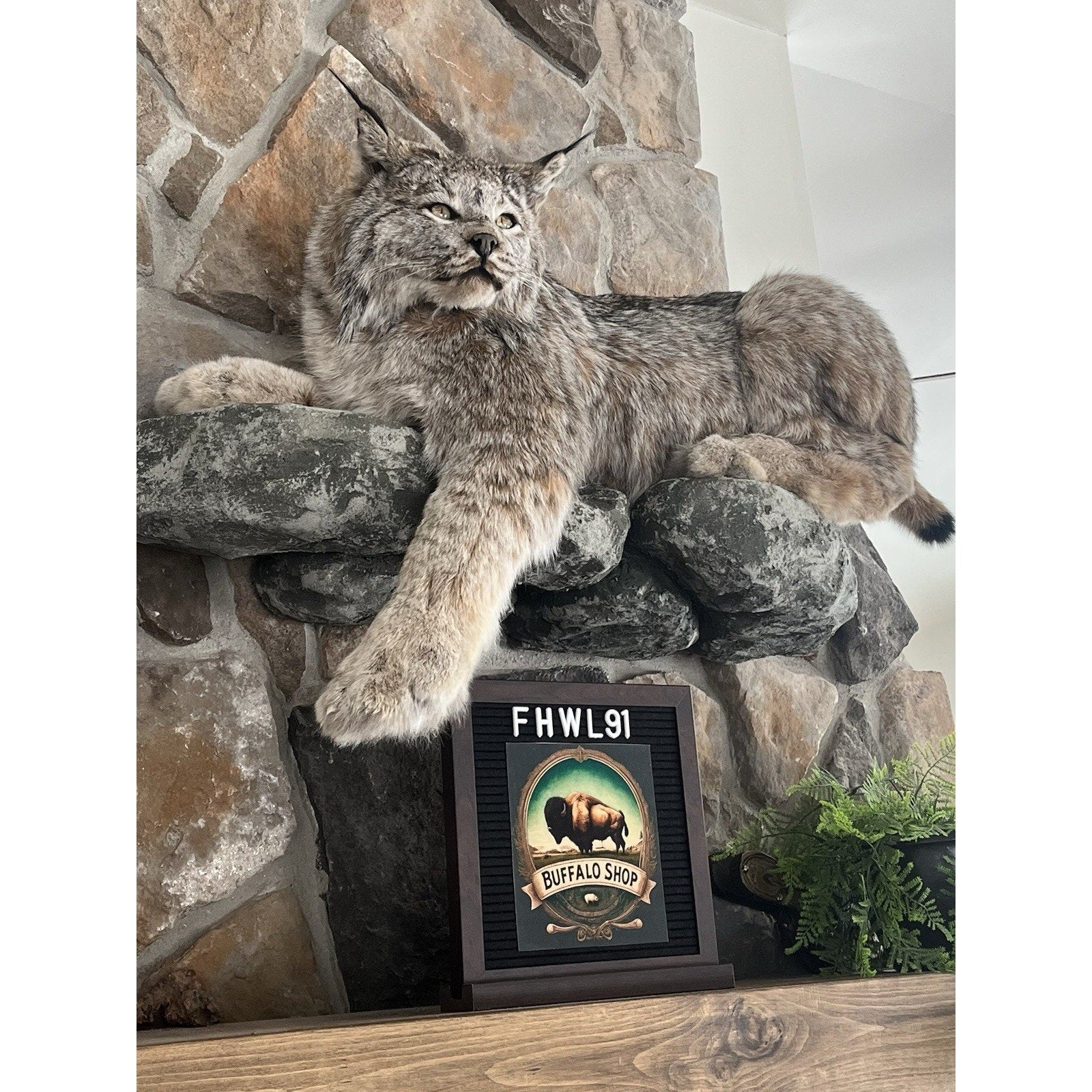 FHWL91 - Alaskan Lynx Taxidermy Full Body Mount Prime Fur