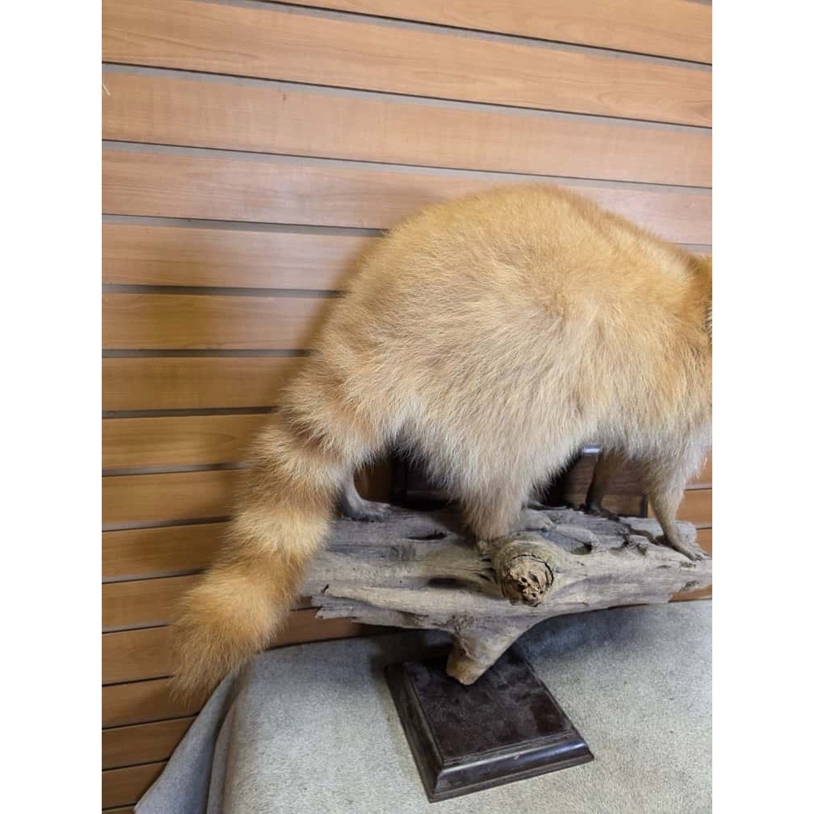 FHCM26 - Museum Quality Blonde Raccoon Taxidermy Mount