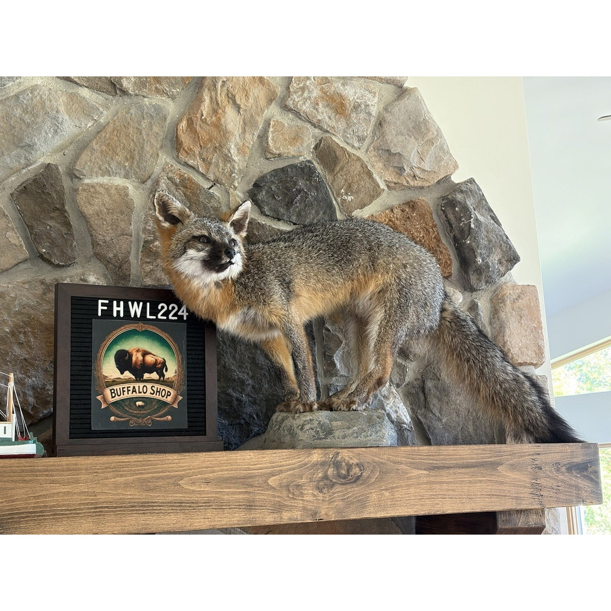 FHWL224 - Grey Fox Taxidermy Full Body Mount Cabin Camp Man Cave