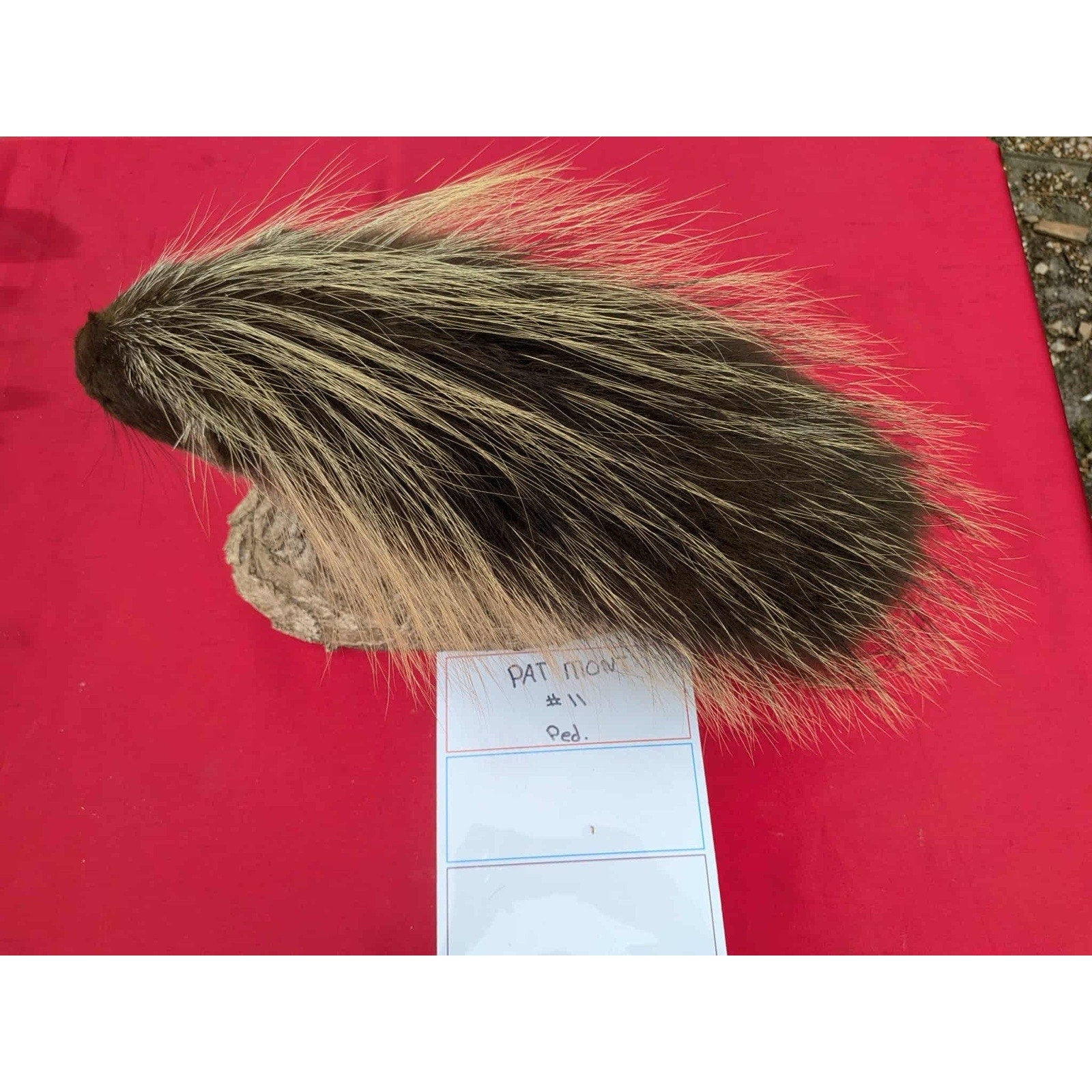 FHPORC11 - Beautiful Montana Prime Winter Porcupine Shoulder Taxidermy Mount