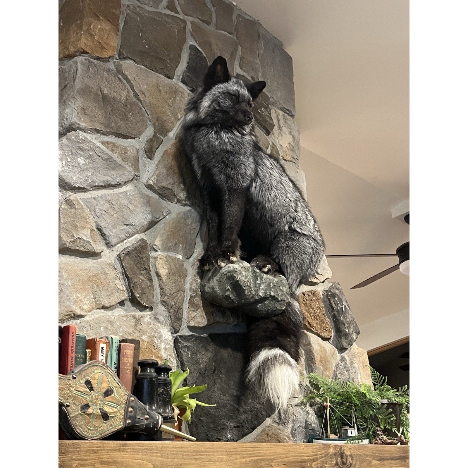 FHWL3 - Massive Silver Fox Taxidermy Full Body Mount