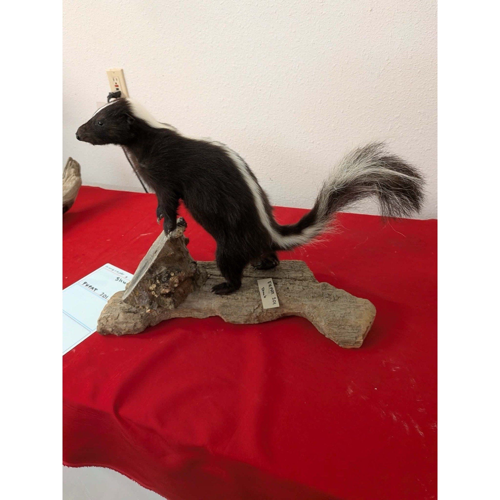 FHPAT201 - Skunk Taxidermy Mount – Classic Wildlife Display