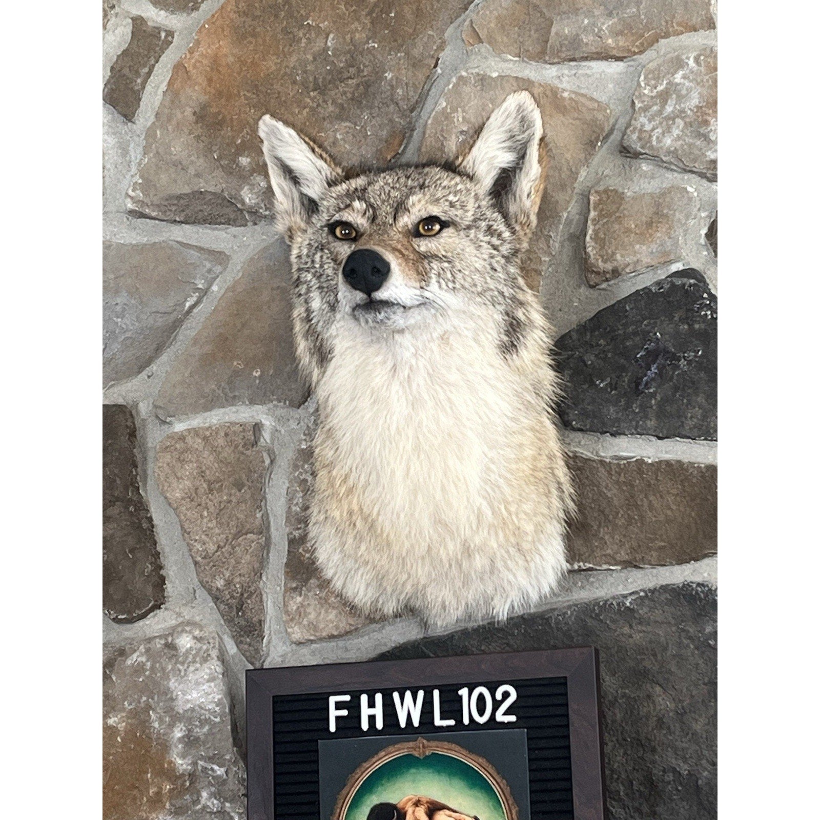 FHWL102 - Coyote Shoulder Museum Quality mount Taxidermy