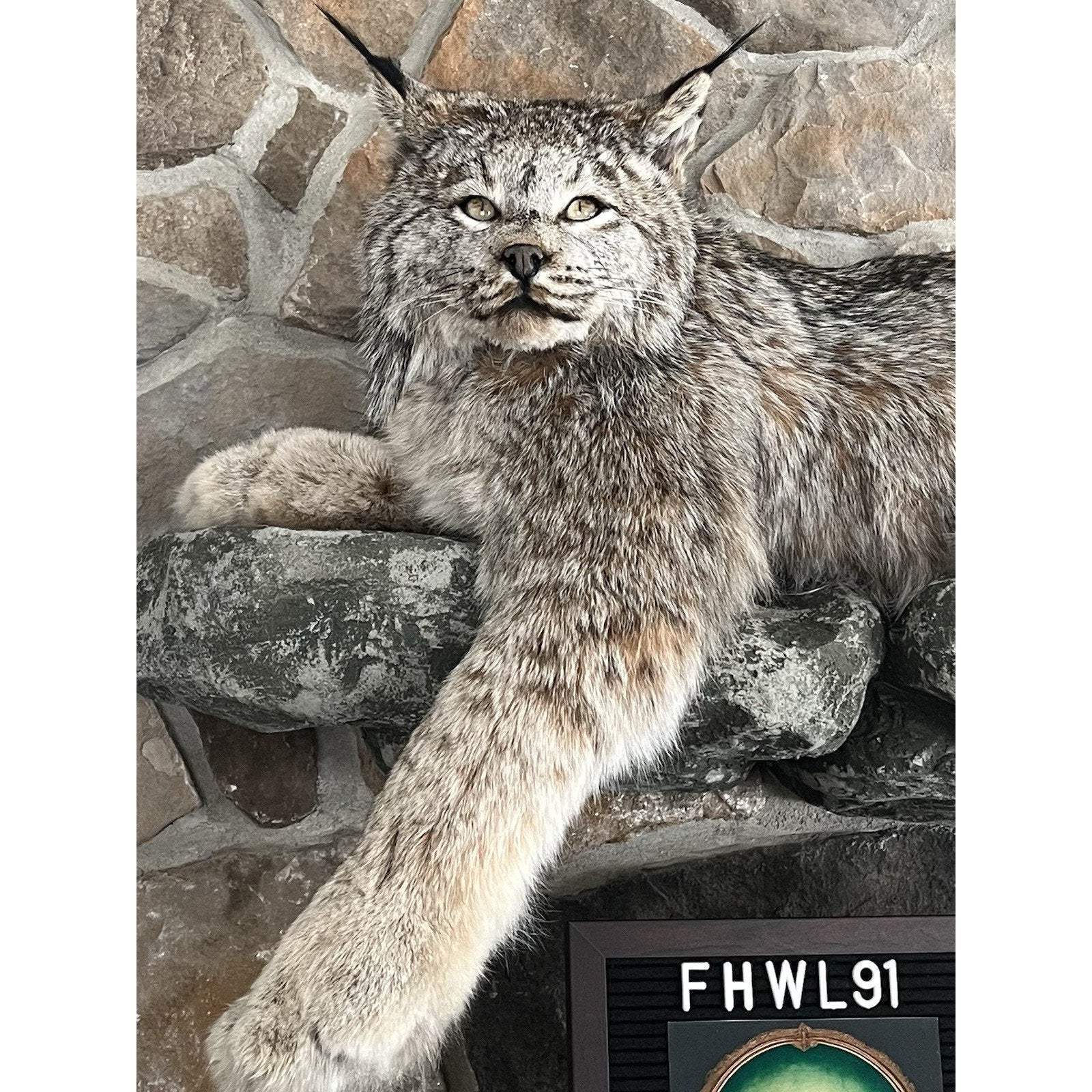 FHWL91 - Alaskan Lynx Taxidermy Full Body Mount Prime Fur