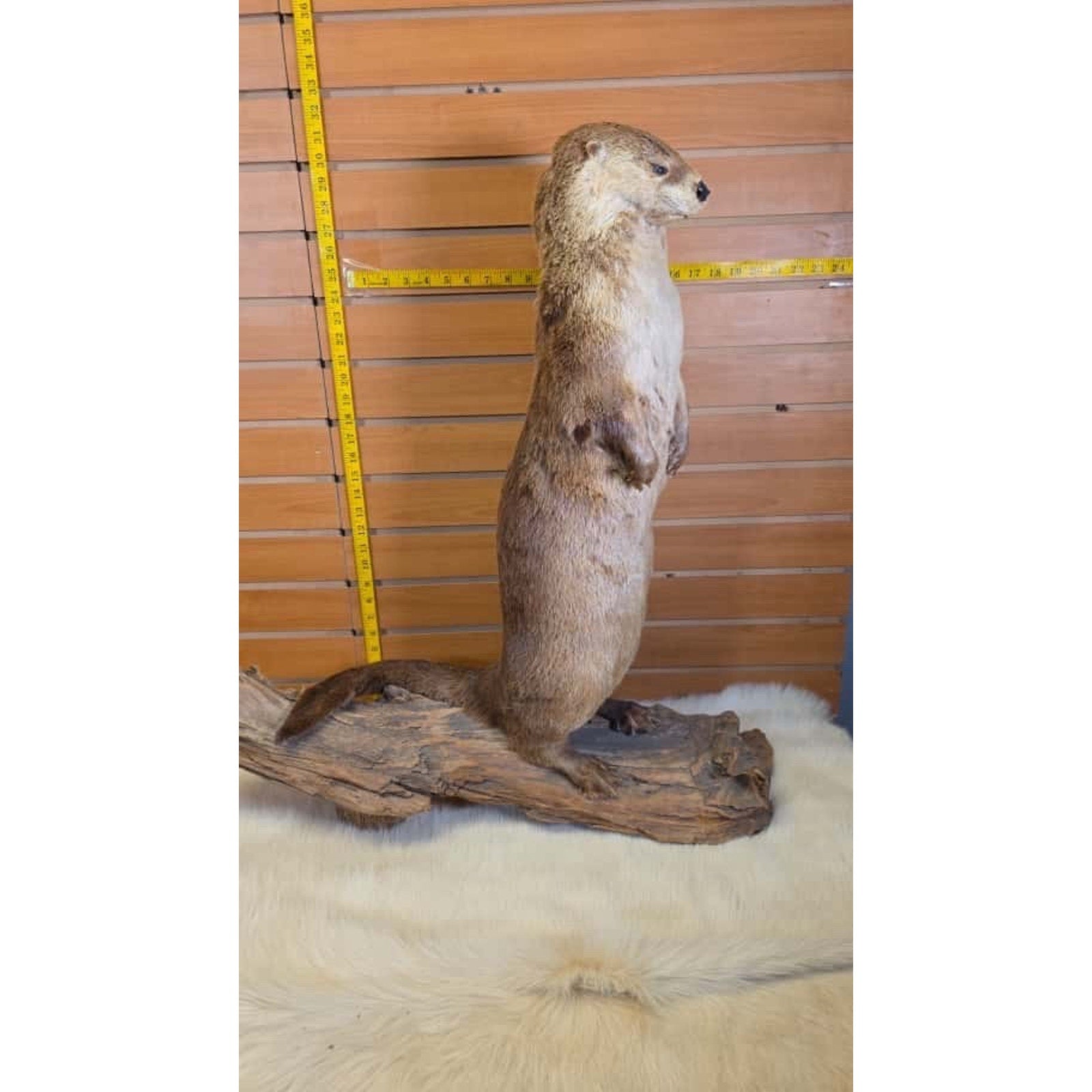 FHMN22-Otter full body taxidermy mount