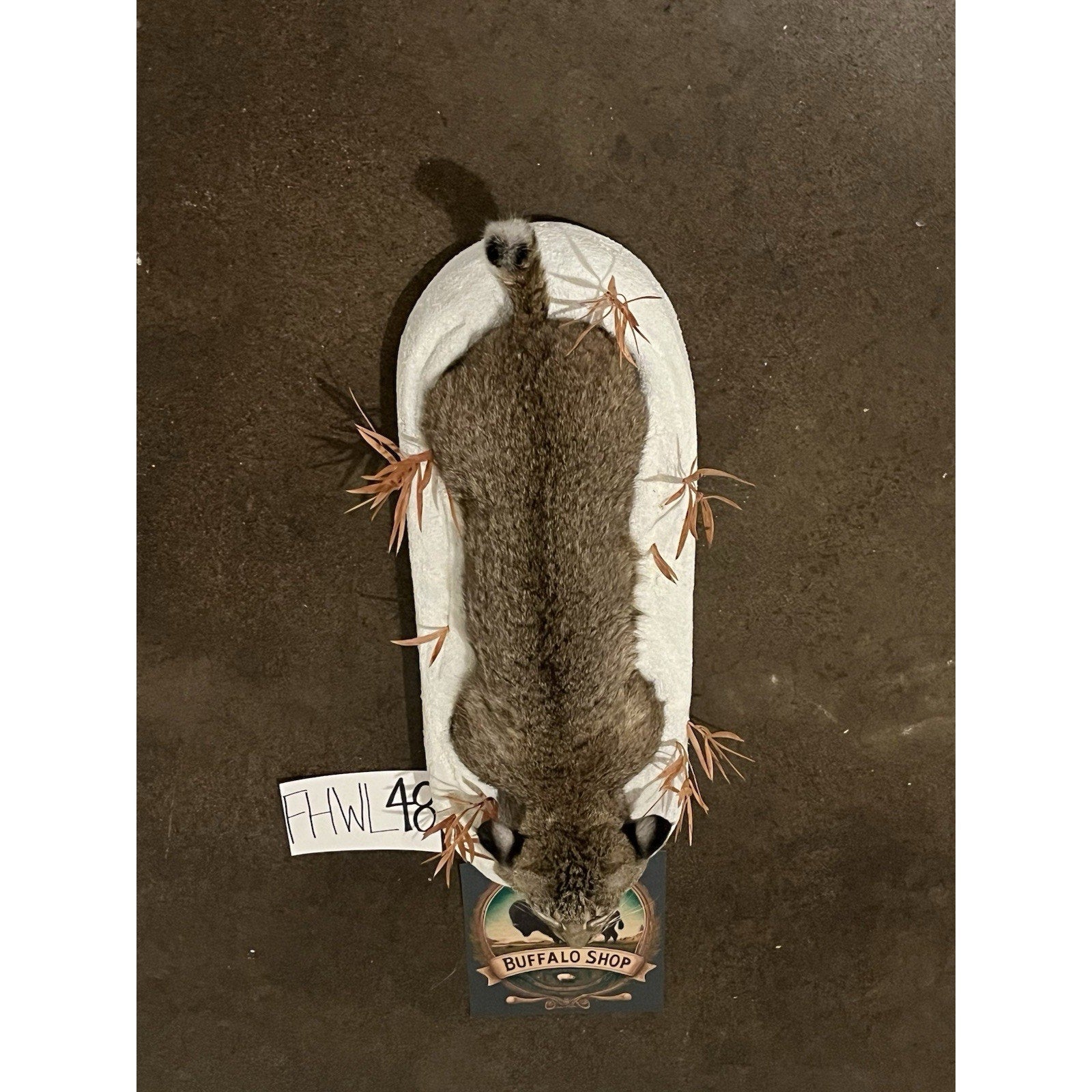 FHWL48 - Bobcat Taxidermy Full Body Mount In Snow.