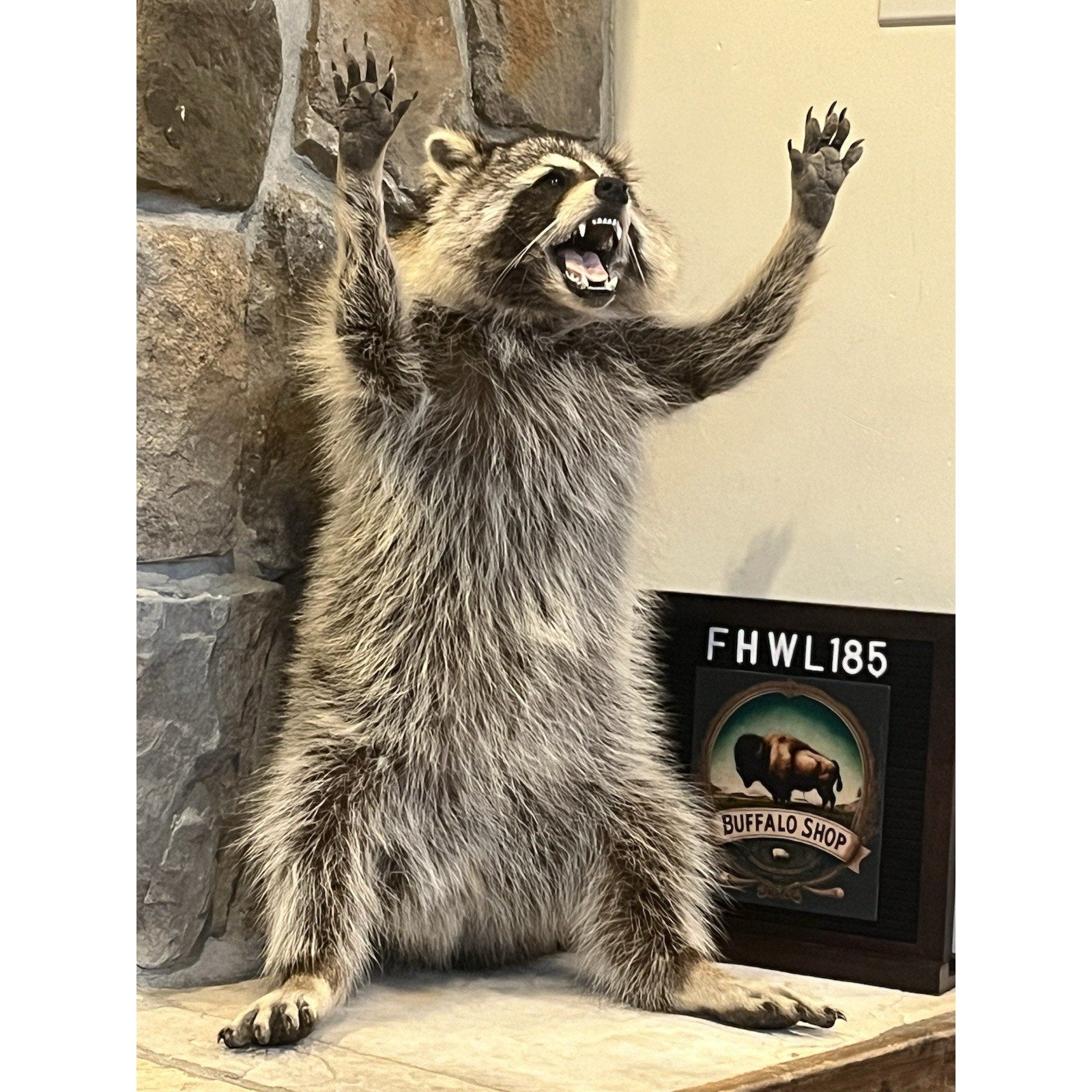 FHWL185 -premium Fat Raccoon Taxidermy Mount
