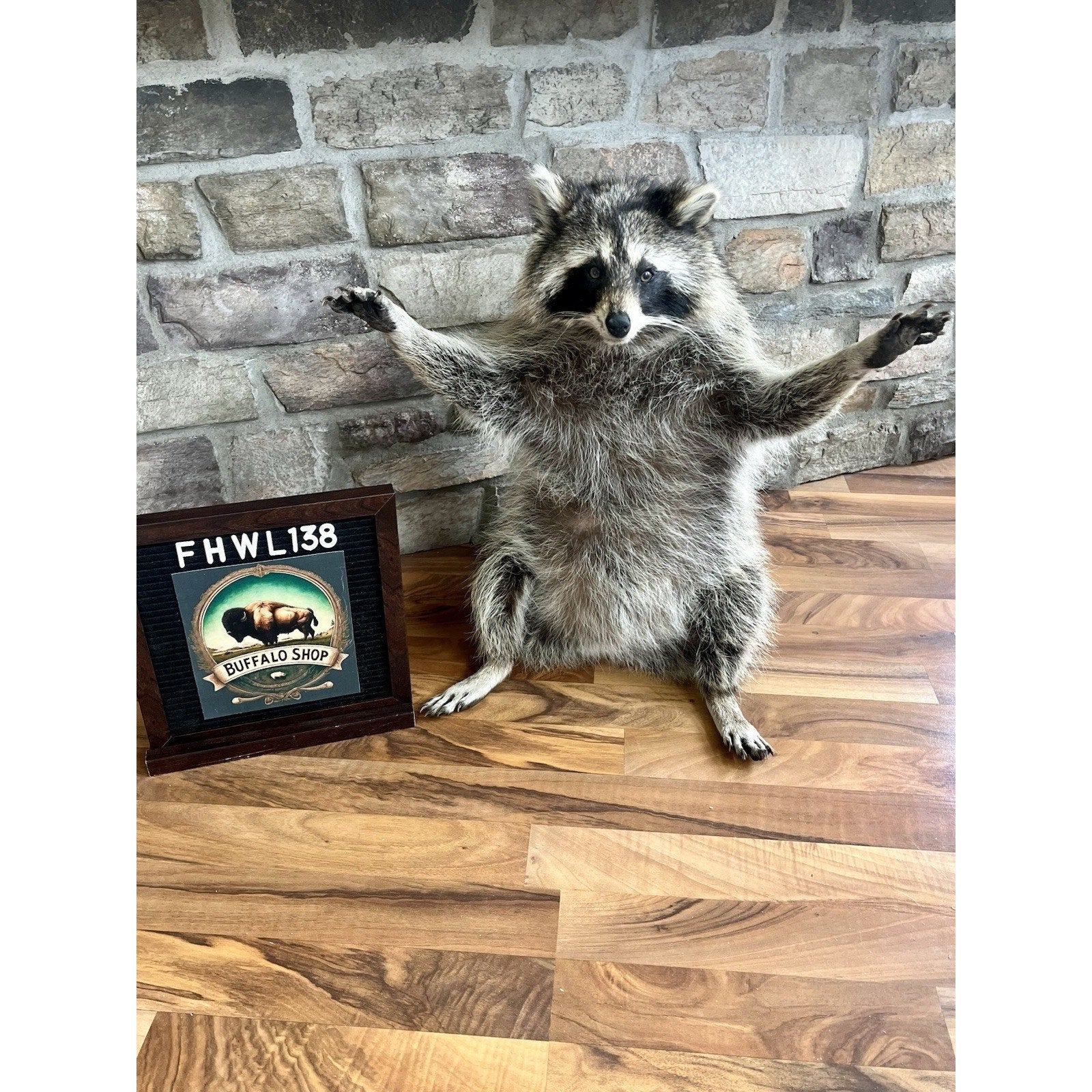FHWL138 - Fat Raccoon Taxidermy Mount