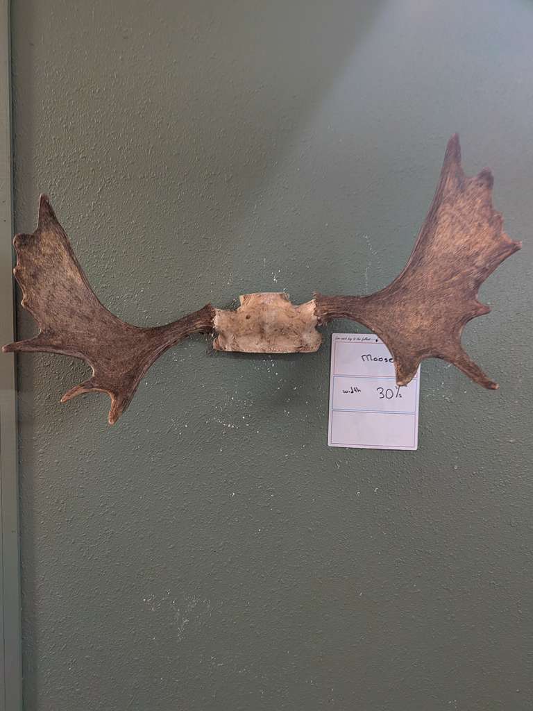 FHPATNOV3 - Moose 30” wide antler skull