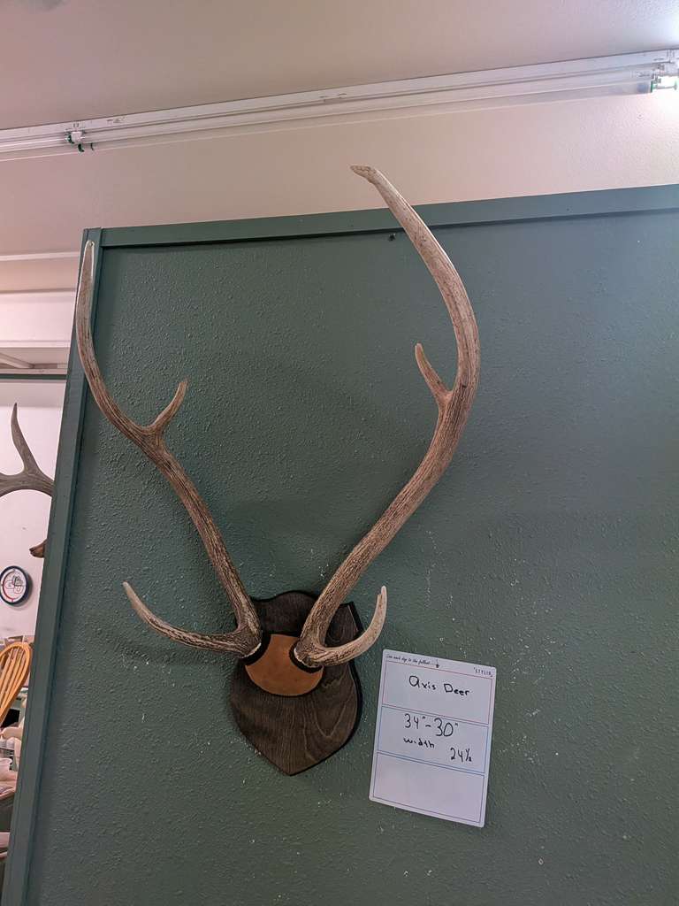 FHPATNOV4 - Axis deer antler taxidermy mount