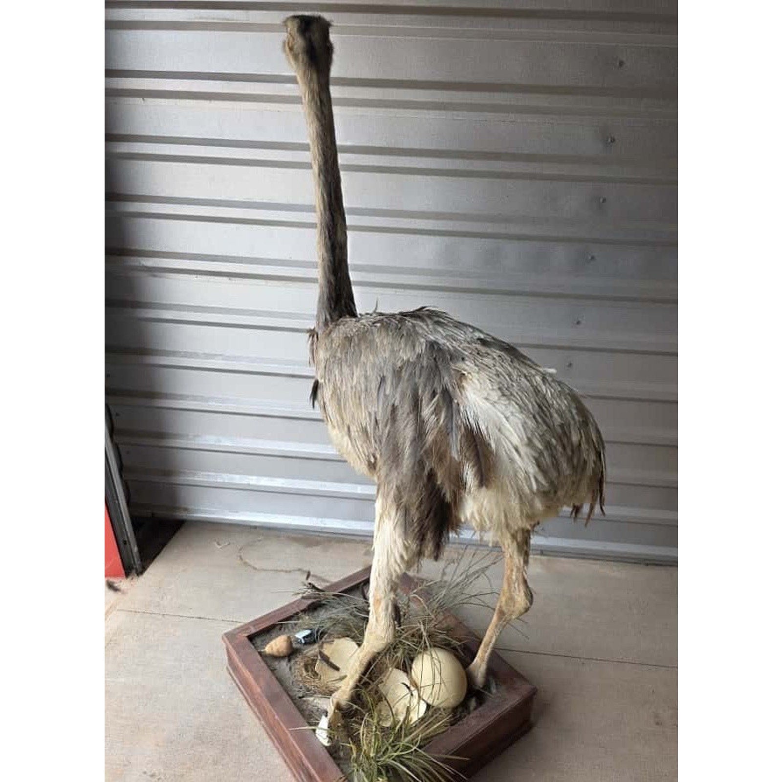 FHHFK1 - Rhea Full Body Bird Taxidermy Taxidermy Mount
