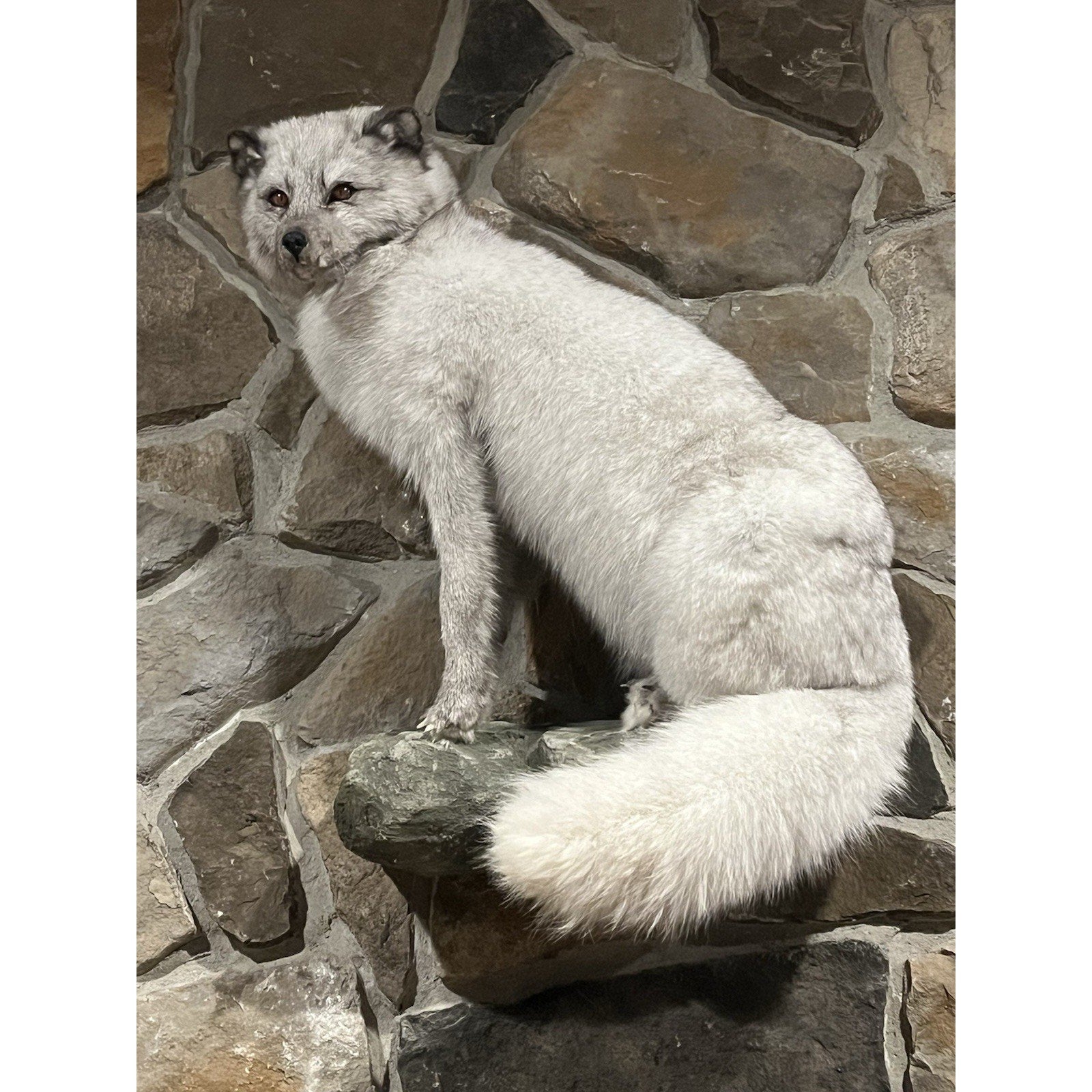 FHWL4 - Massive Blue Ranch Fox Taxidermy Full Body Mount