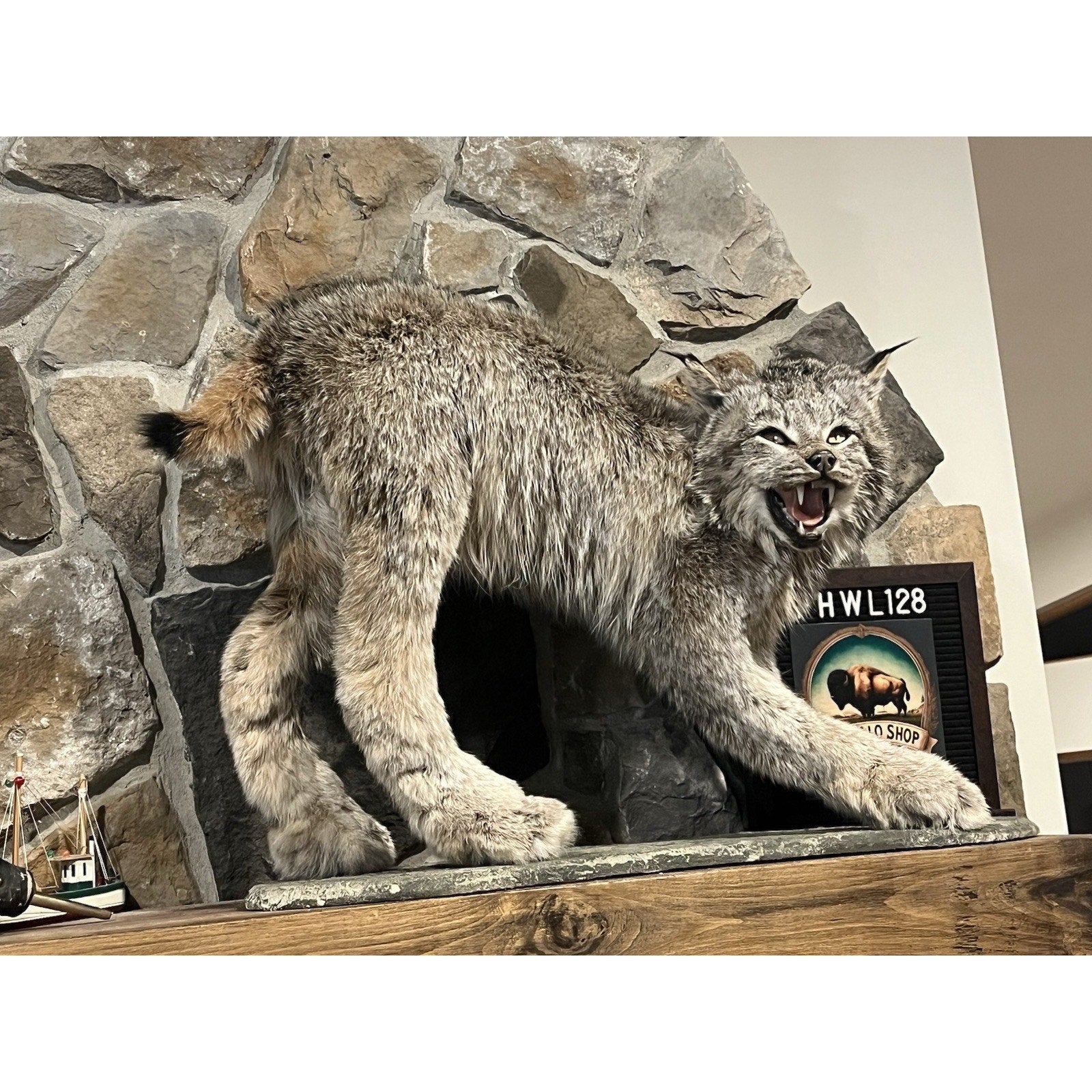FHWL128 - Alaskan Lynx Taxidermy Full Body Mount Prime Fur
