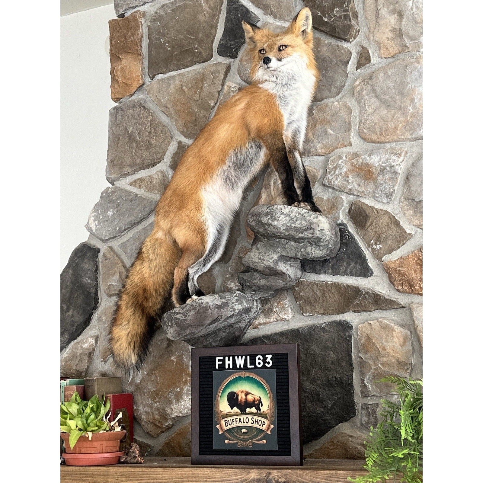 FHWL63 - Red Fox Taxidermy Full Body Mount