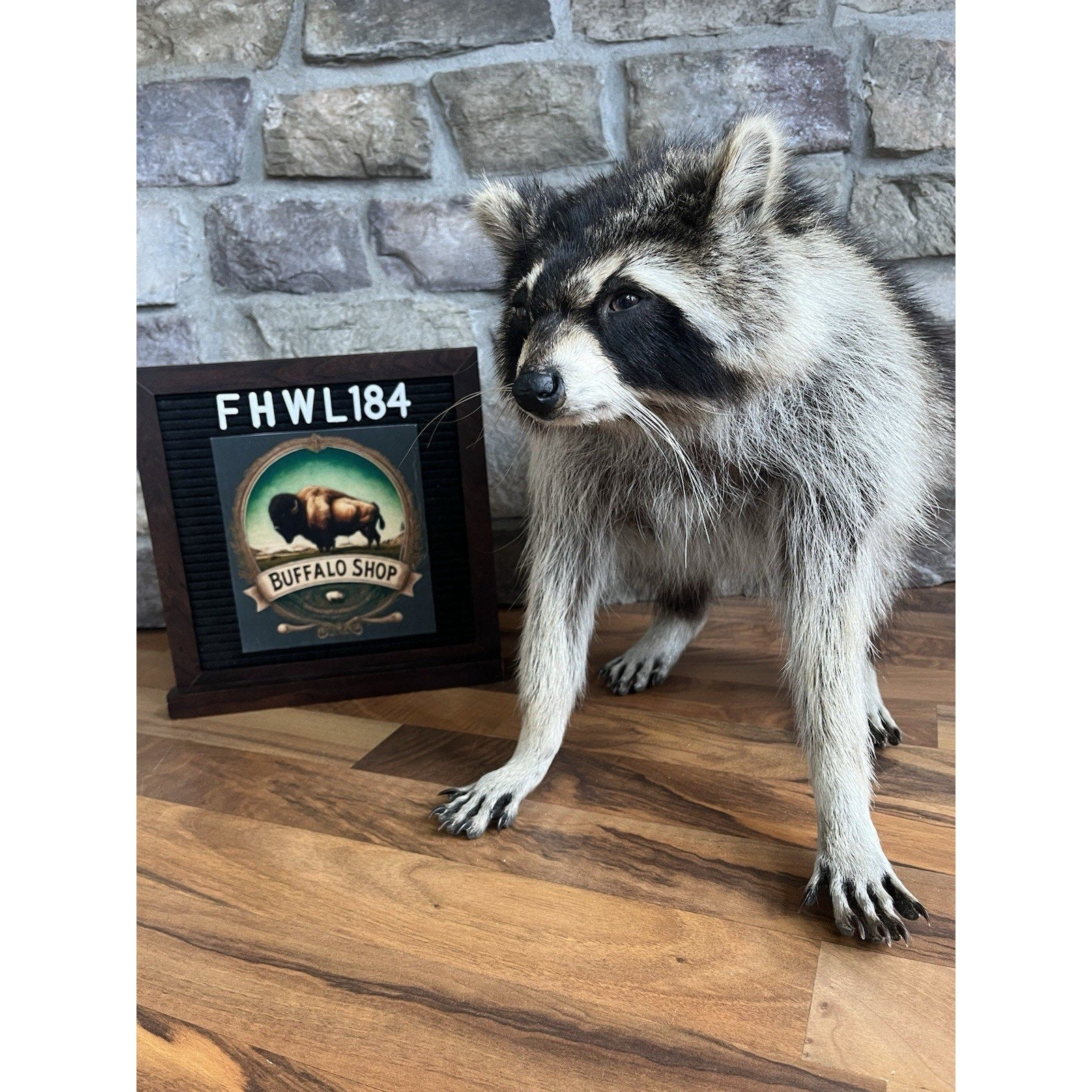 FHWL184-Jimothy Fat Raccoon Taxidermy Mount