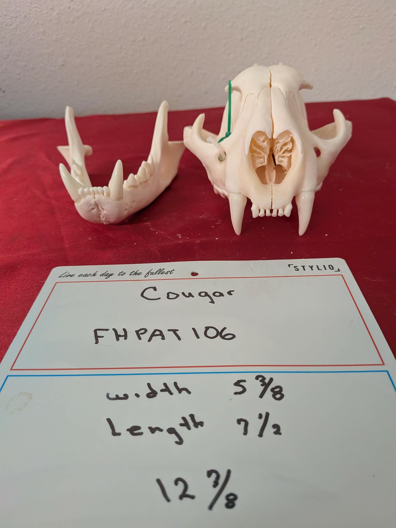 FHPAT106 -professionally cleaned cougar skull