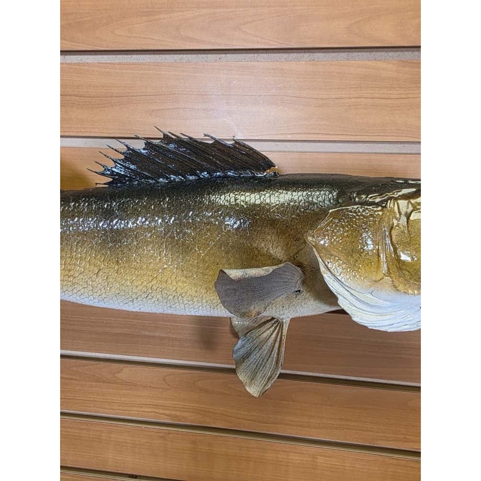 JTV226 - Real Skin Walleye Fish Taxidermy Mount 25”