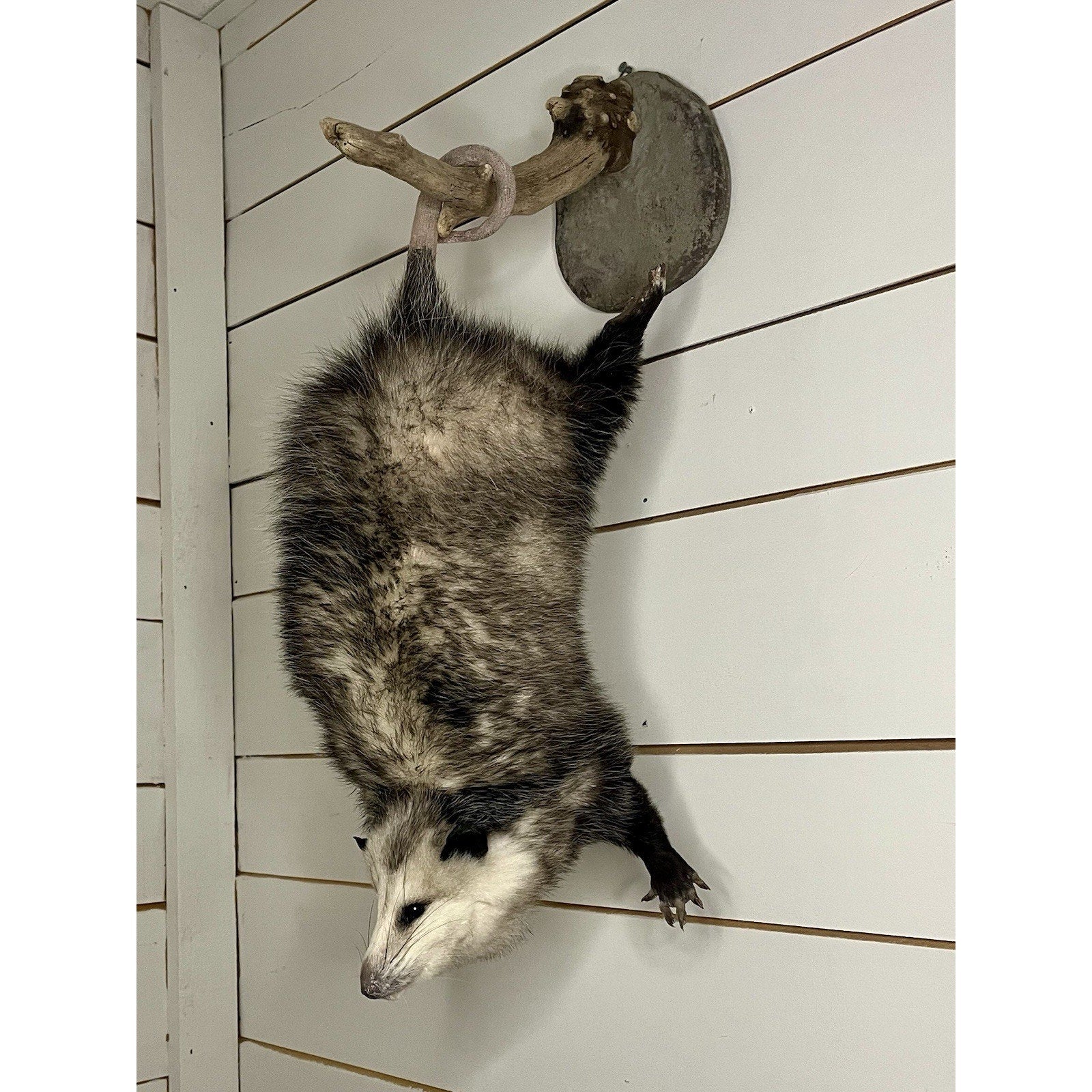 FHWL69 - Fat Opossum Hanging Taxidermy Full Body Mount