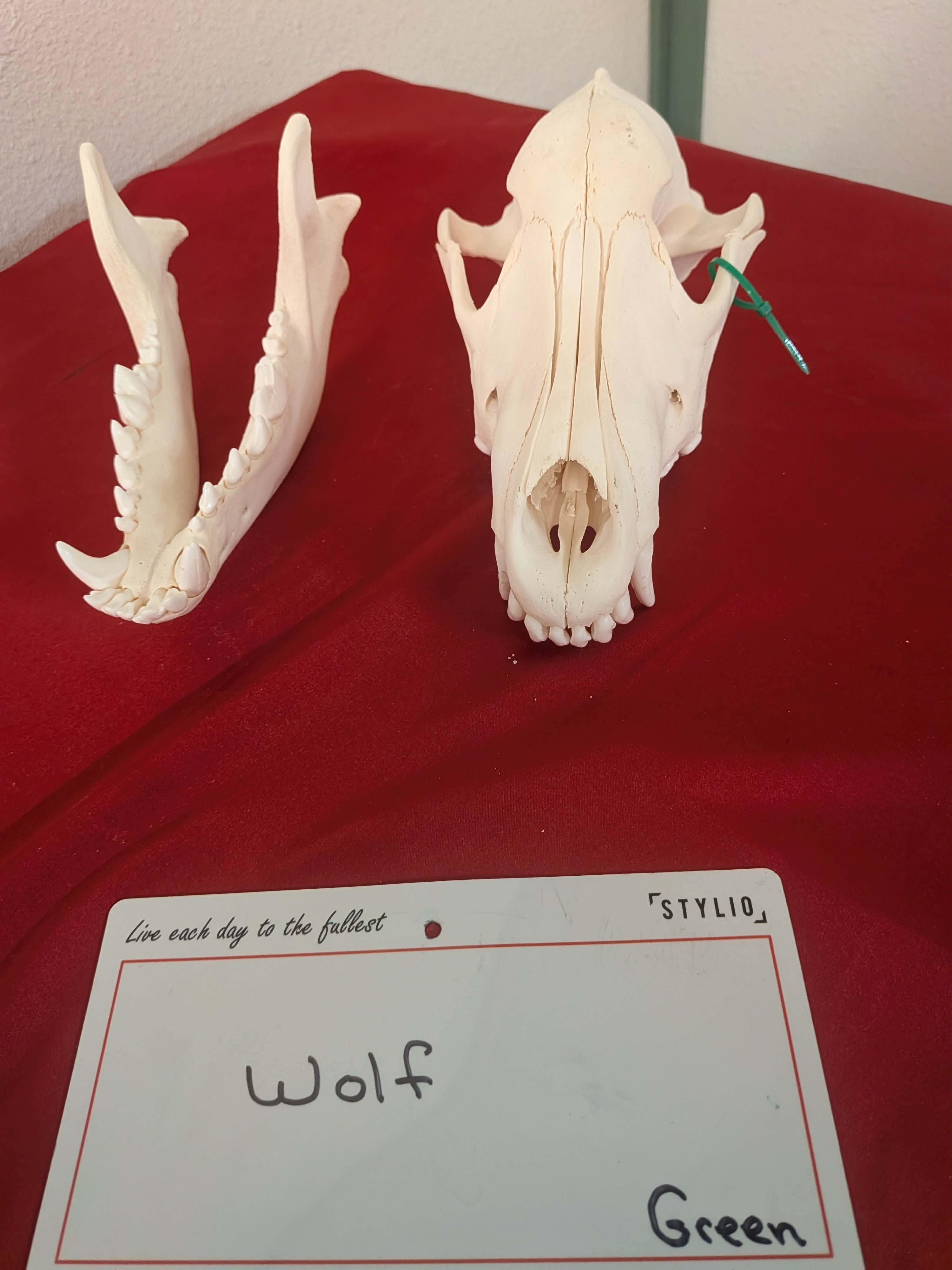 FHPAT1132 - Wolf Skull Perfect Teeth