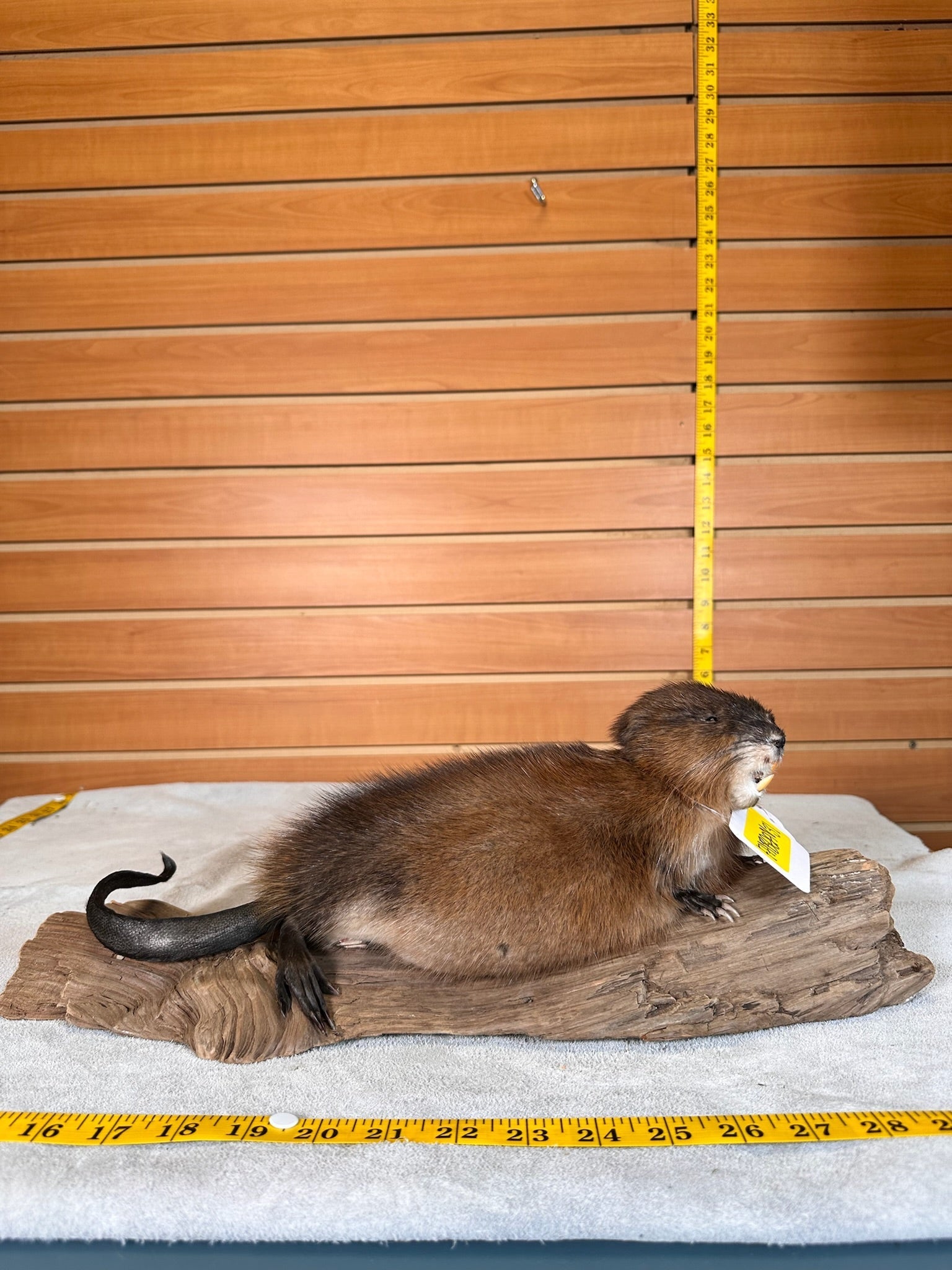 FHMUSK31- Beautiful Muskrat taxidermy mount