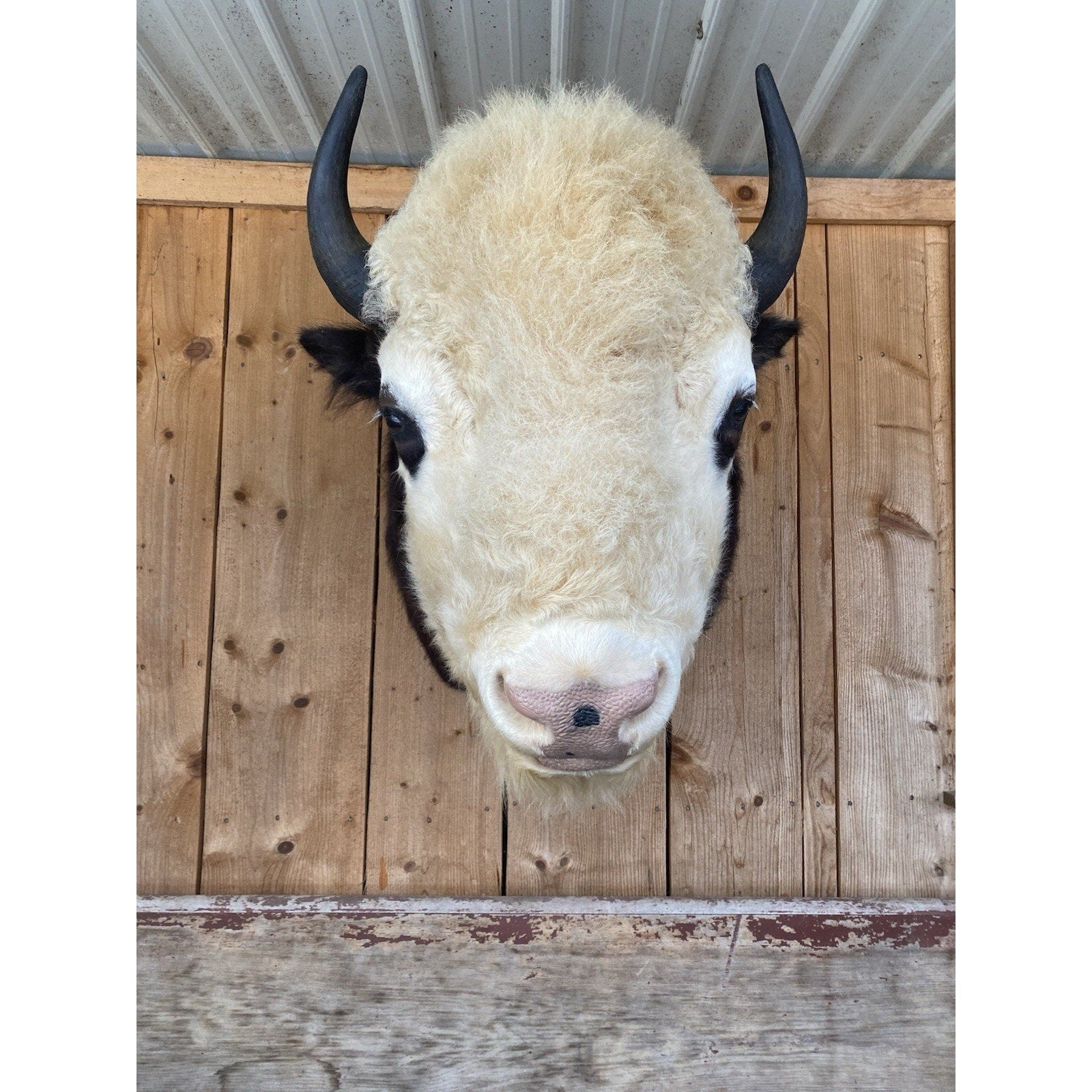 FHDAR41- Rare Sacred White-faced Buffalo Bison Taxidermy Shoulder mount