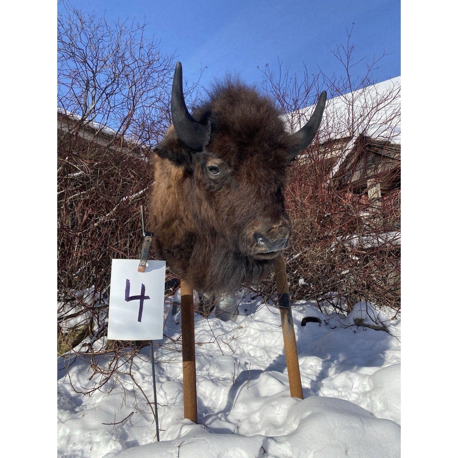 FHDARDEC4 - Real North American Buffalo / Bison Shoulder Taxidermy Mount New