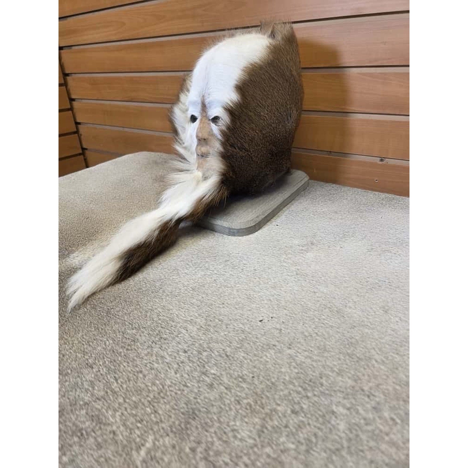 FHCM21 - Skunk Ape Table Top Pedestal Taxidermy Mount