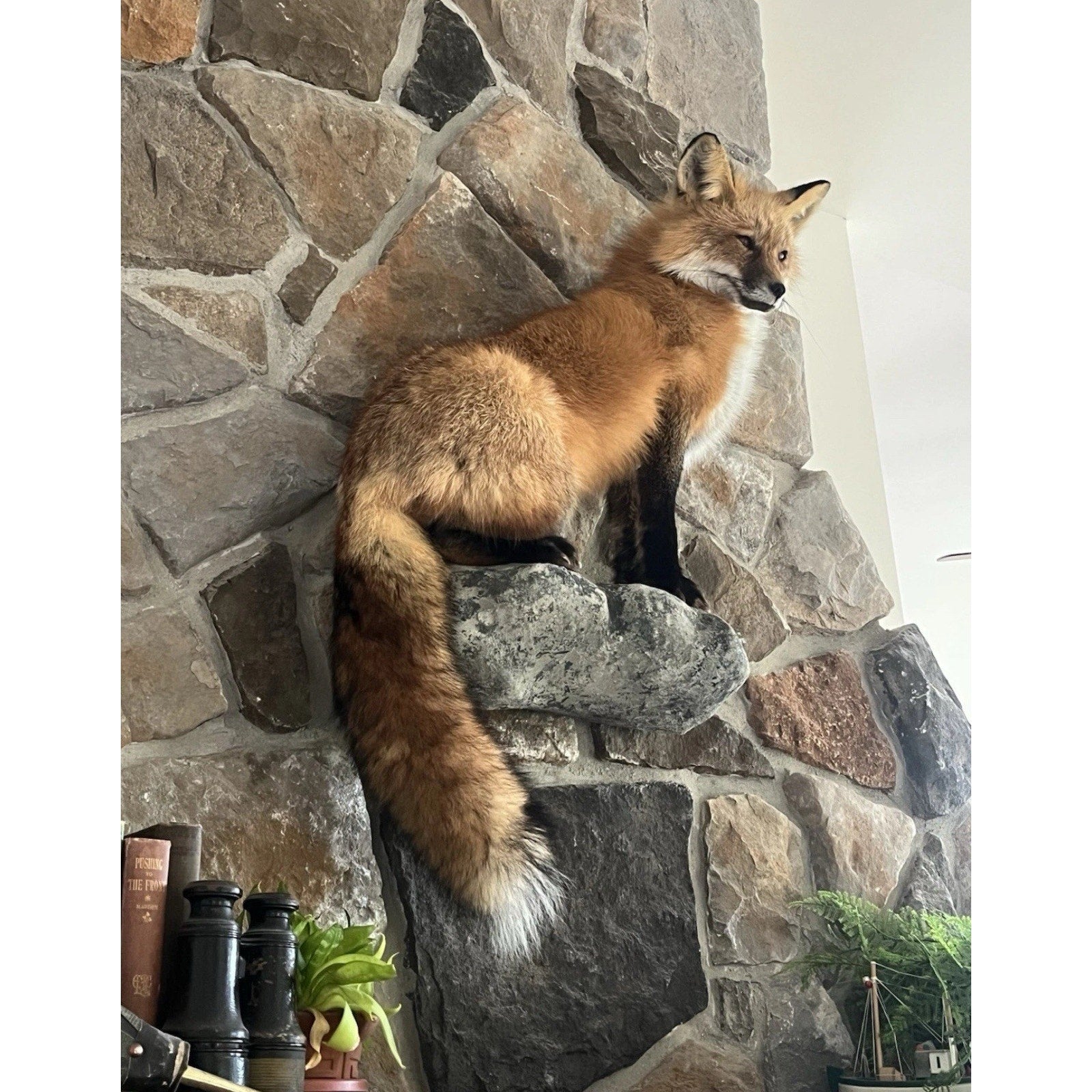 FHWA0727 - Red Fox Taxidermy Full Body Mount
