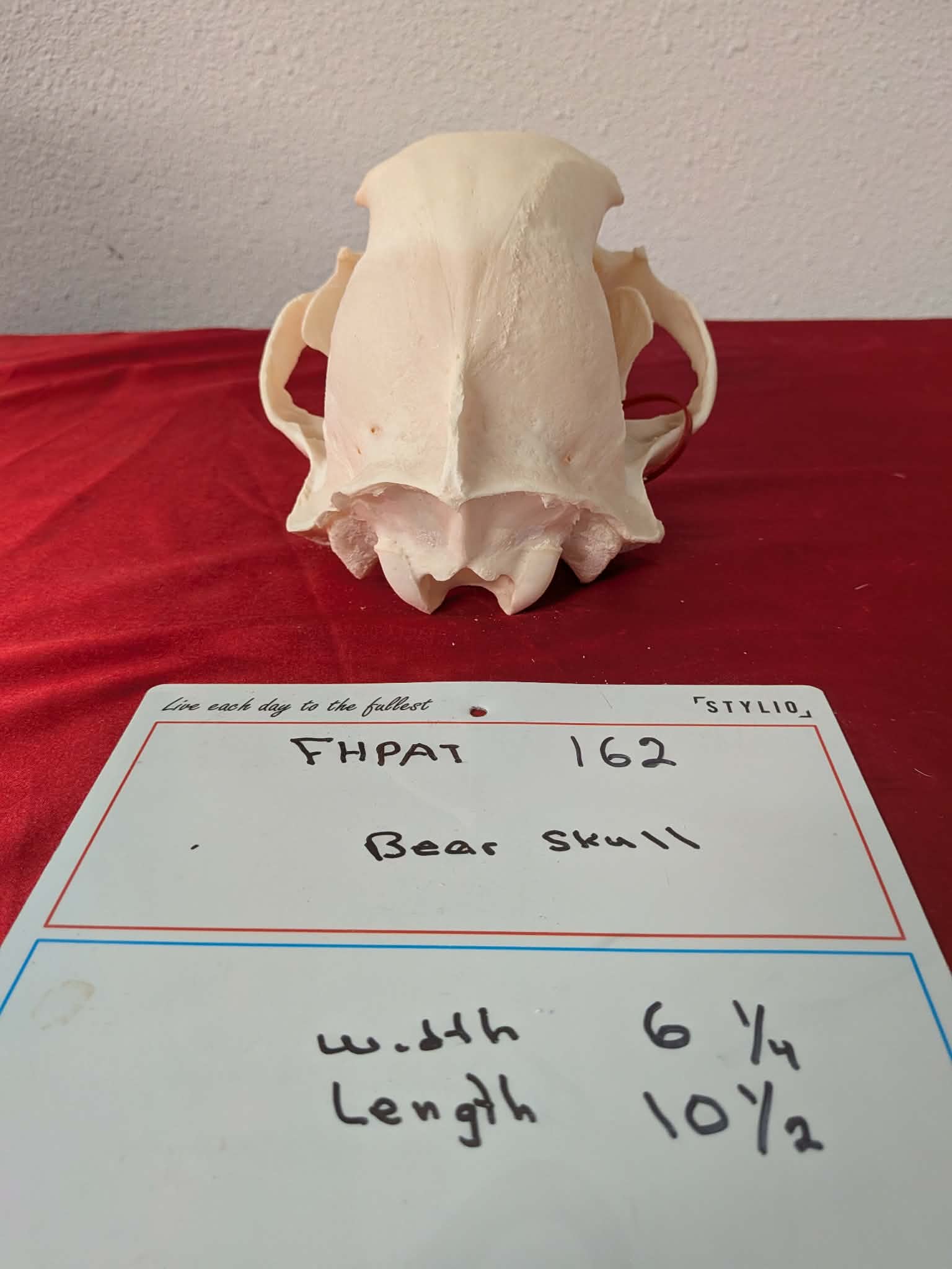 FHPAT162 -professionally cleaned black bear skull