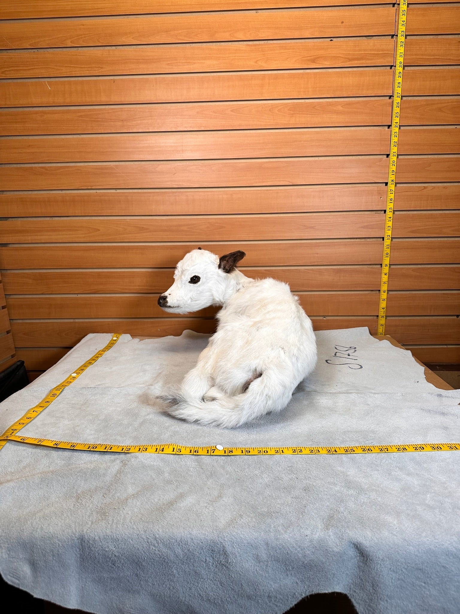 FHCOW1 - Baby British White Beef Calf Full Body Taxidermy Mount